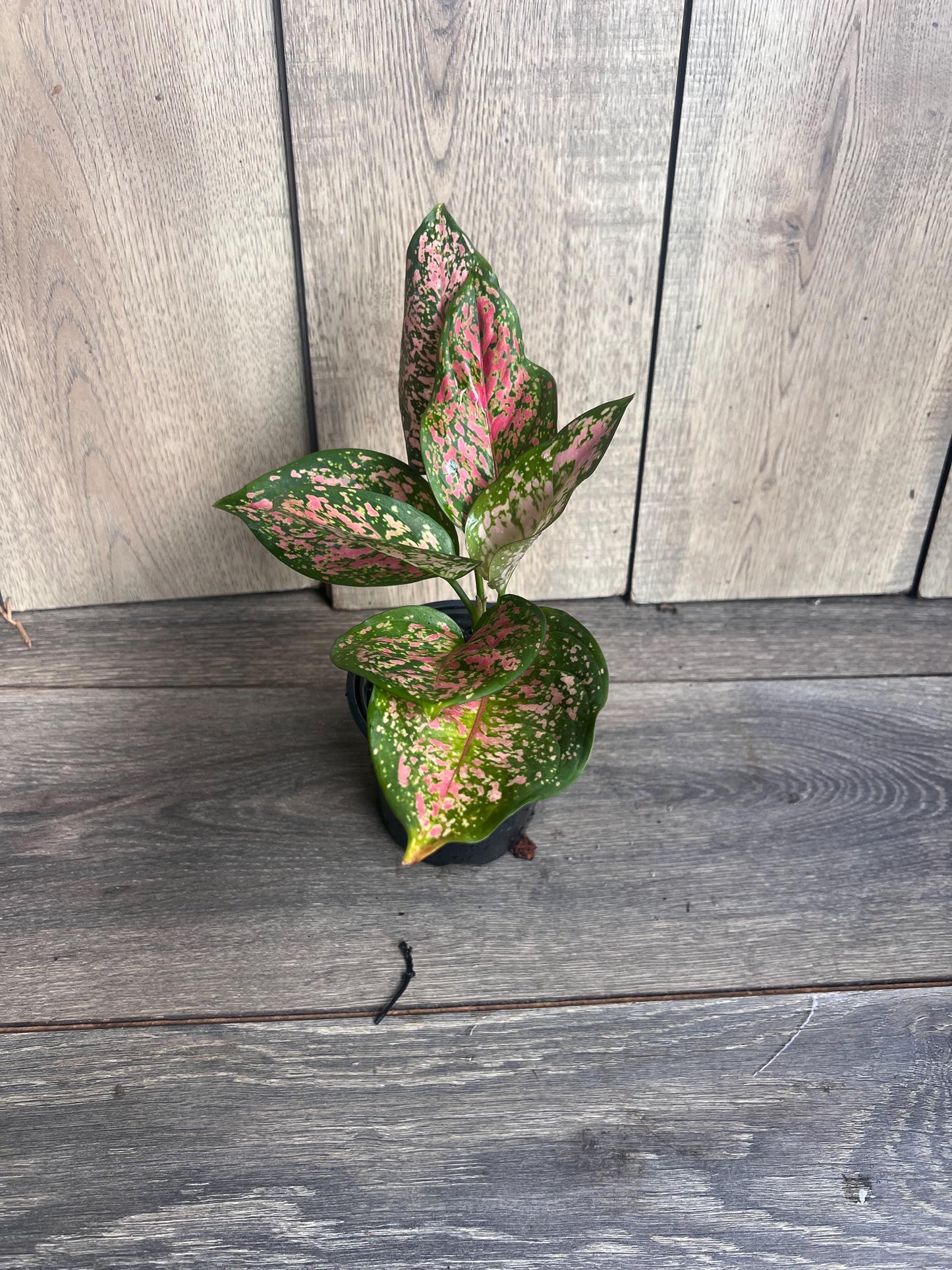 Aglaonema Wishes (Red Valentine) 4" Pot