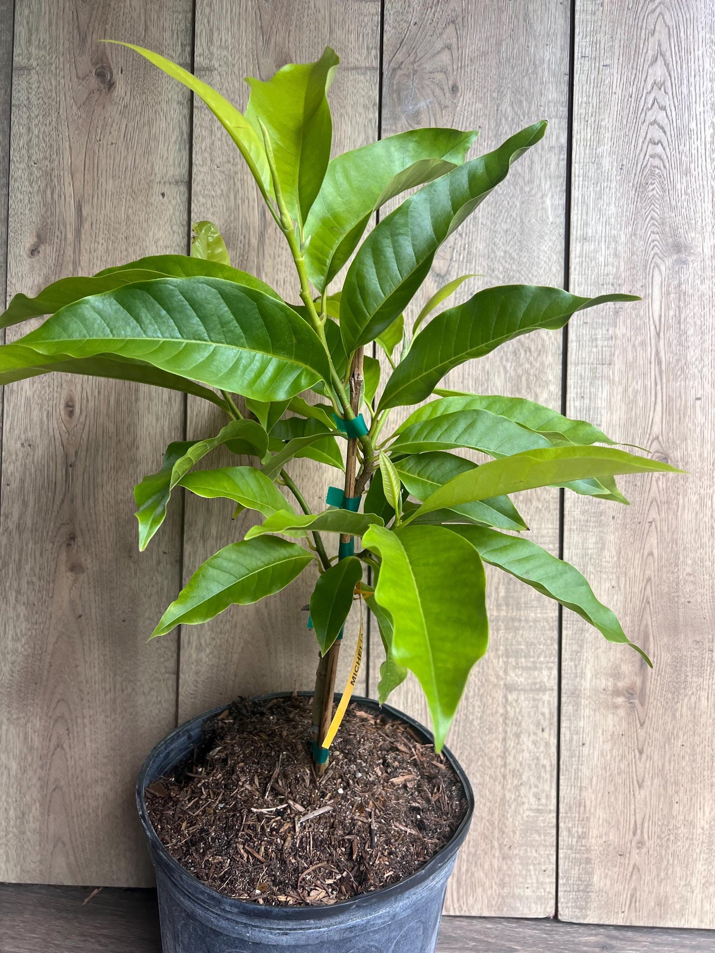 White champaca, Grafted in 3 gallon pot, Ngọc Lan Trắng, Michelia alba