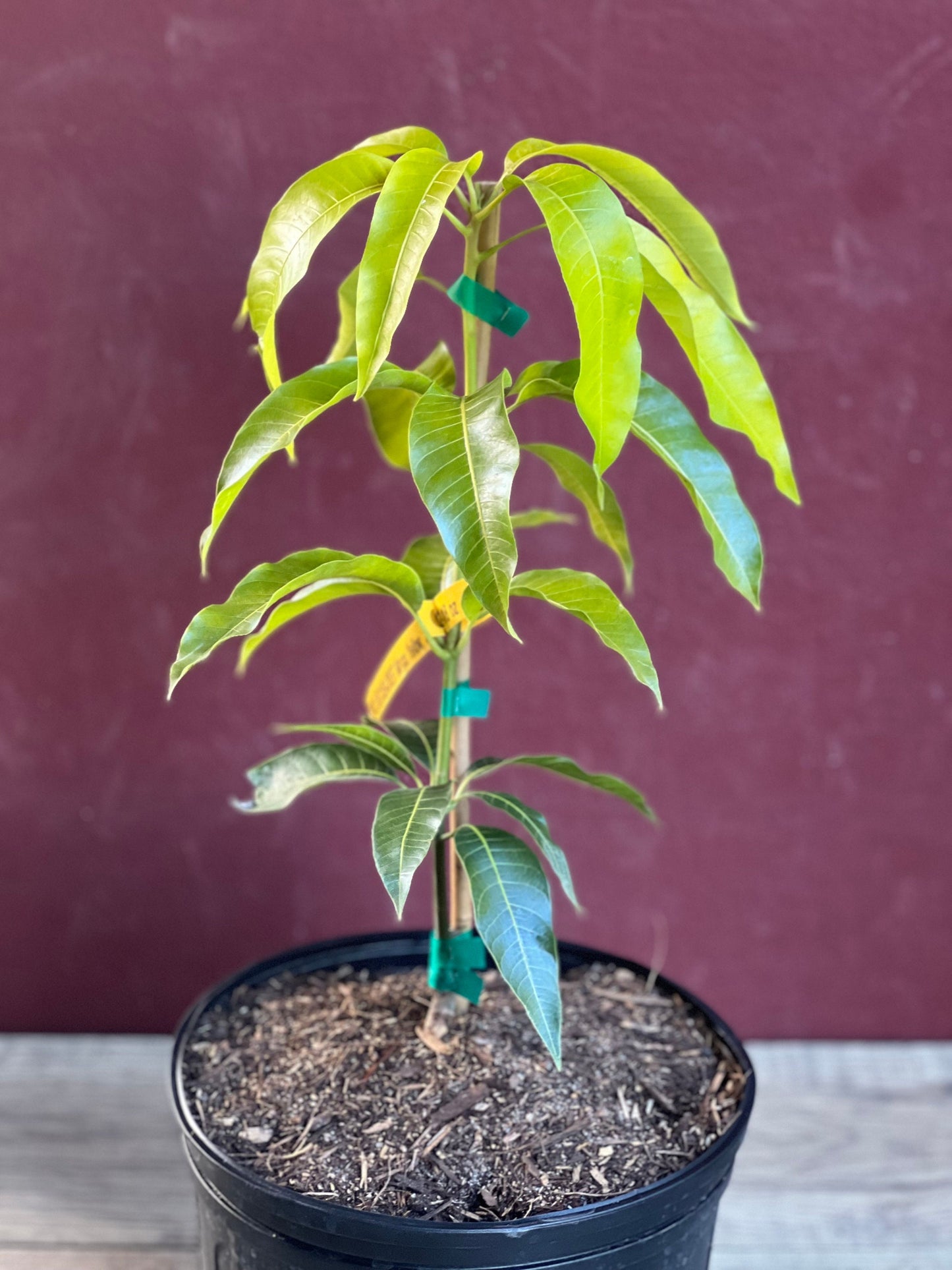 Triple Sec mango , grafted in 3 gallons pot. No Ship to CA and HI