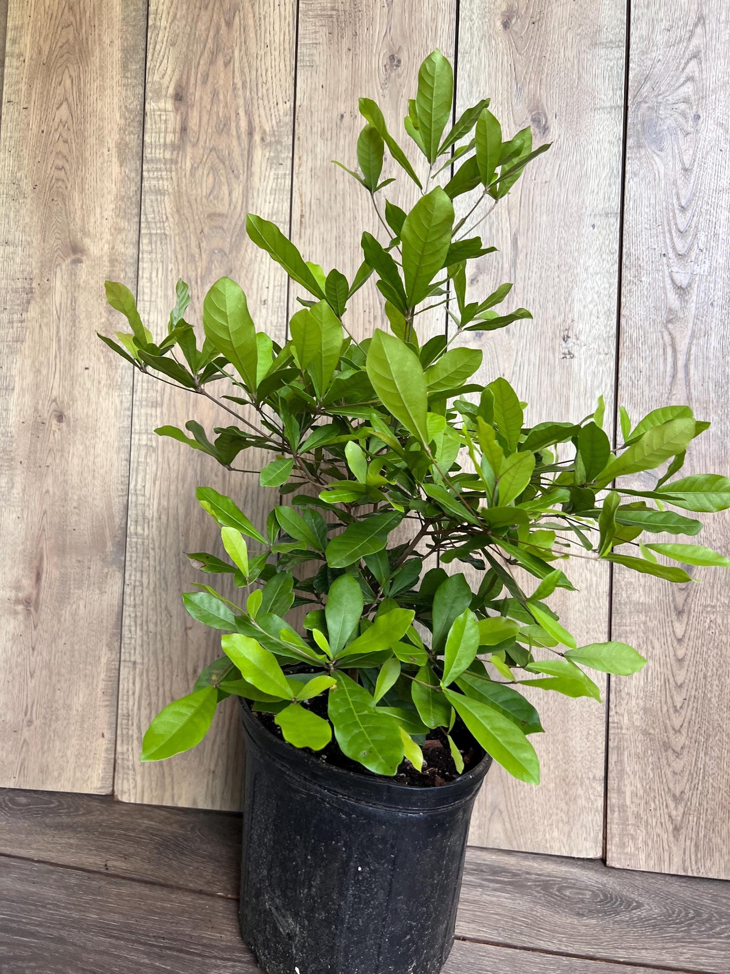 Miracle Fruit tree in 3 Gallon pot, Synsepalum dulcificum