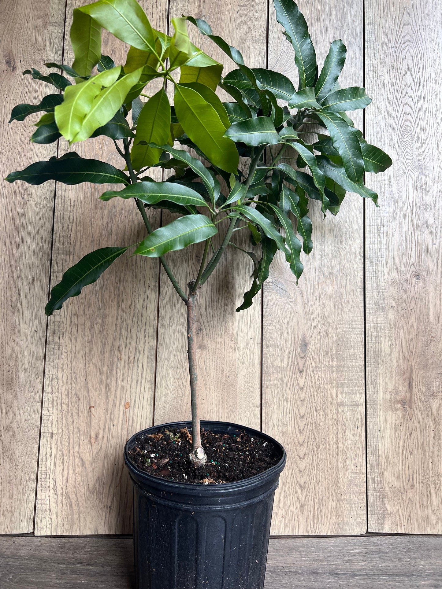 Glenn Mango Tree, grafted in 3 gallons pot, No Ship to CA and HI