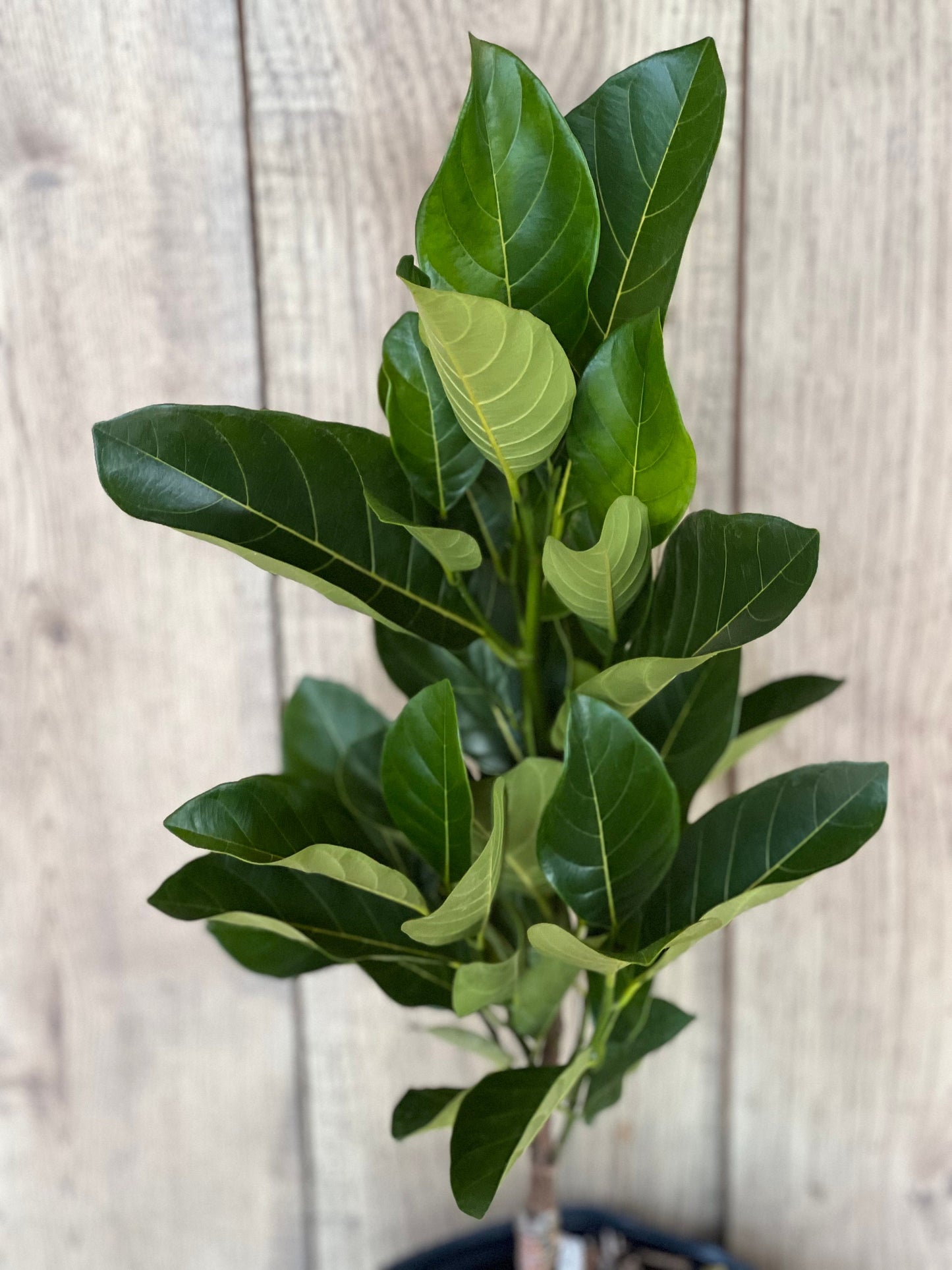 J31 Jack Fruit, Dwarf in 3 Gallon Pot, Grafted, Artocarpus heterophyllus, no ship to CA and HI
