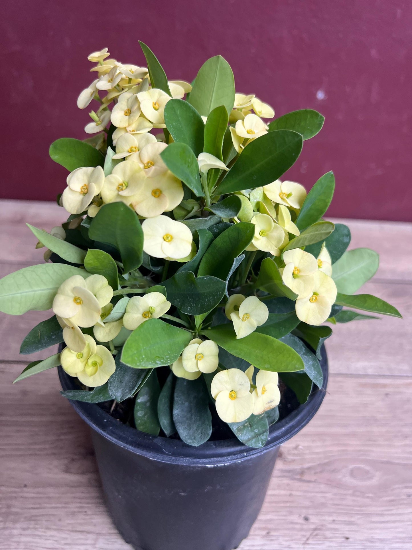 Crown of Thorns, Yellow in 6" Pot, Euphorbia milii