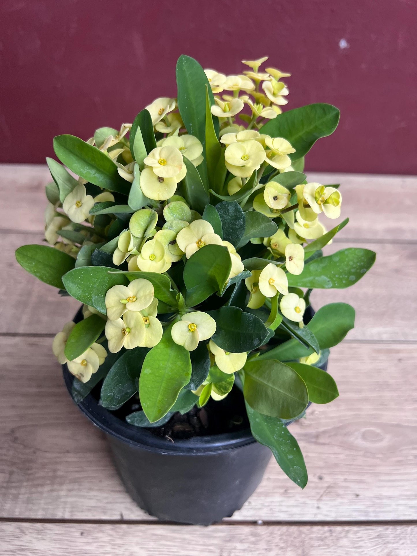 Crown of Thorns, Yellow in 6" Pot, Euphorbia milii