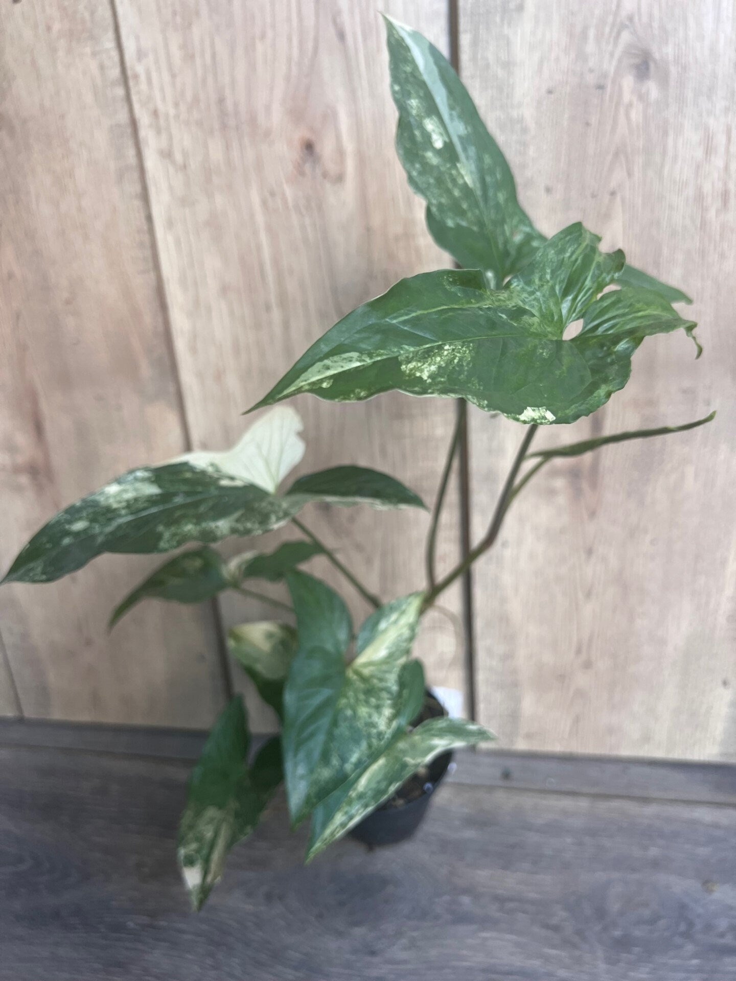Syngonium Podophyllum Albo-Variegatum in 4" Pot