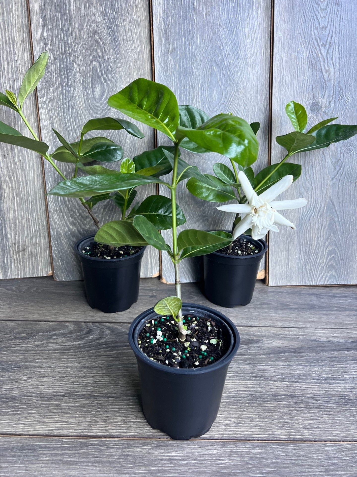 Gardenia in 4" pot