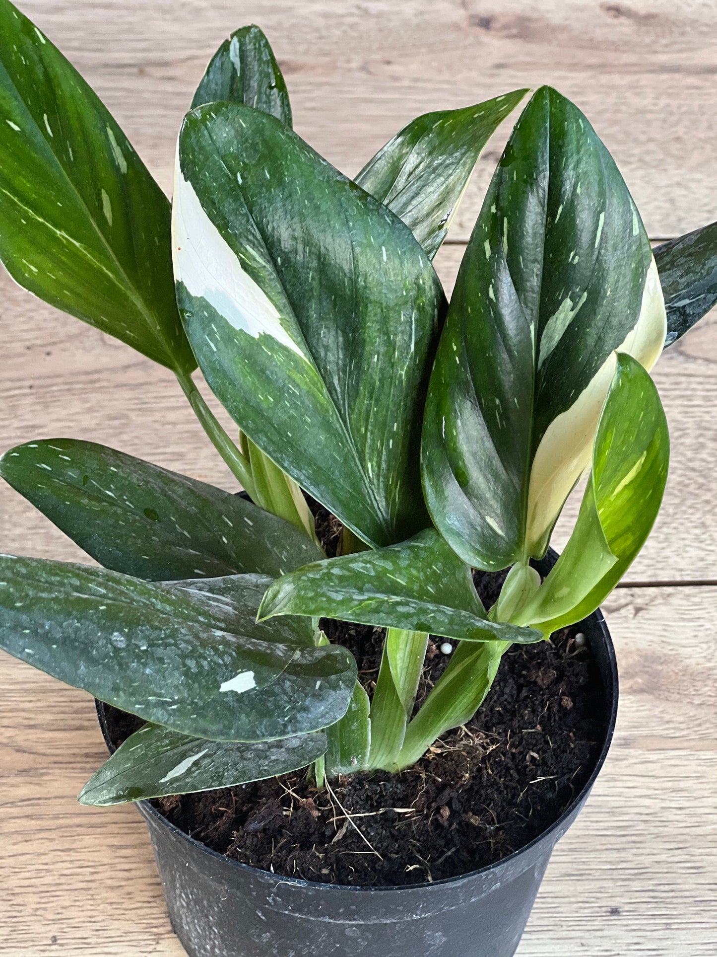 Monstera Standleyana Albo in 6" Pot , Philodendron Cobra