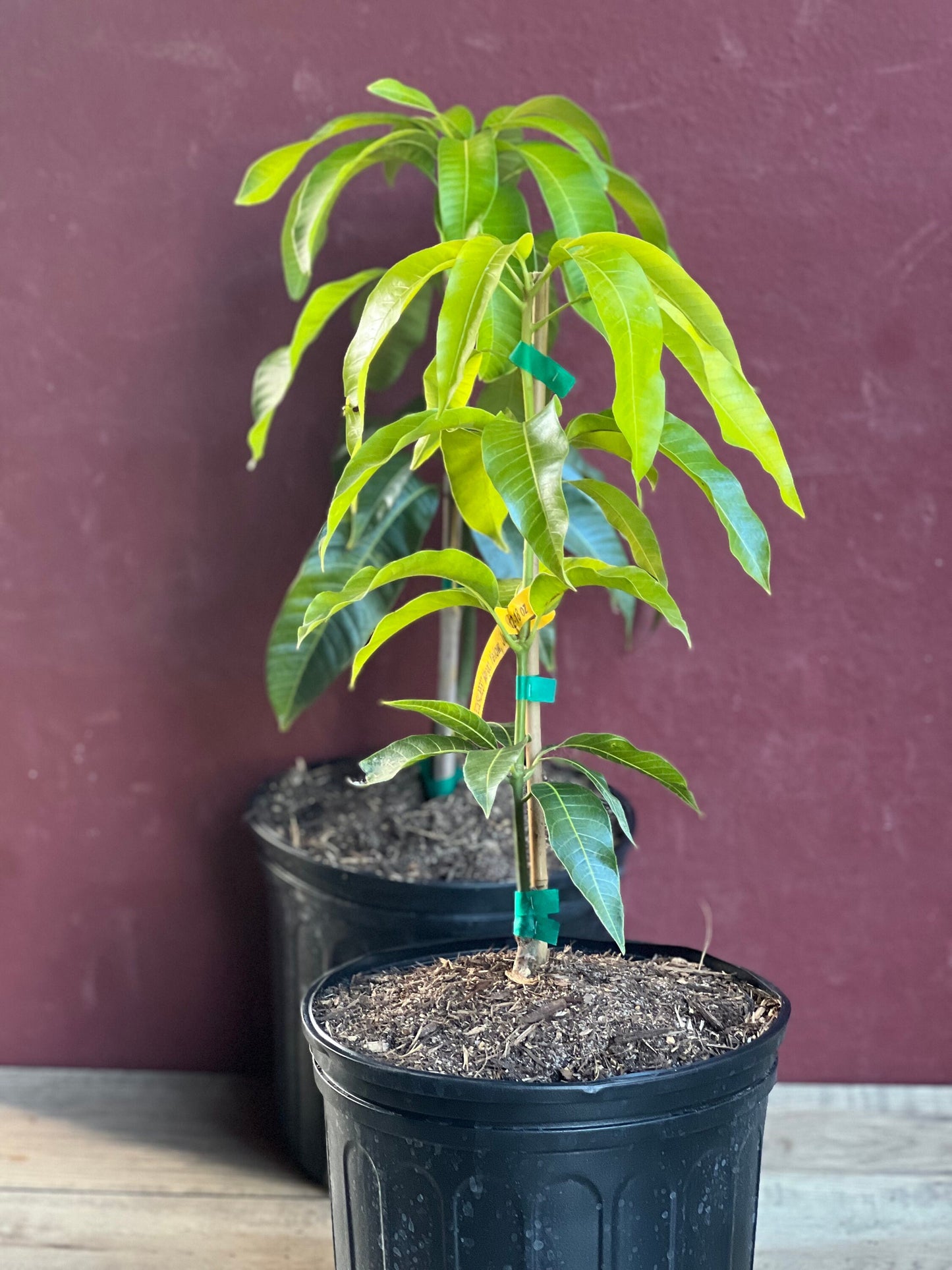 Triple Sec mango , grafted in 3 gallons pot. No Ship to CA and HI