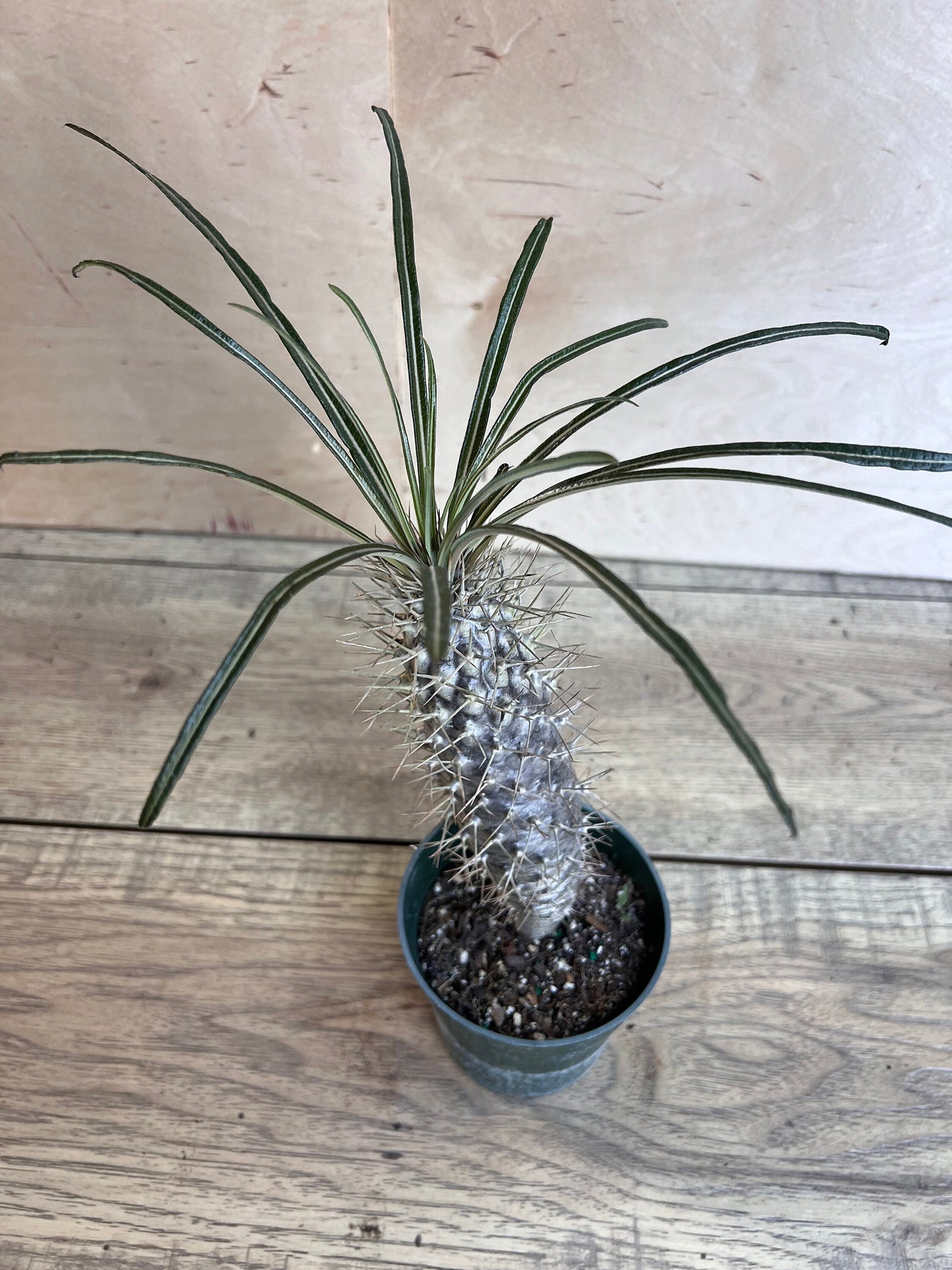 Madagascar Palm Tree in 4" Pot Lamerei Plant, Succulent