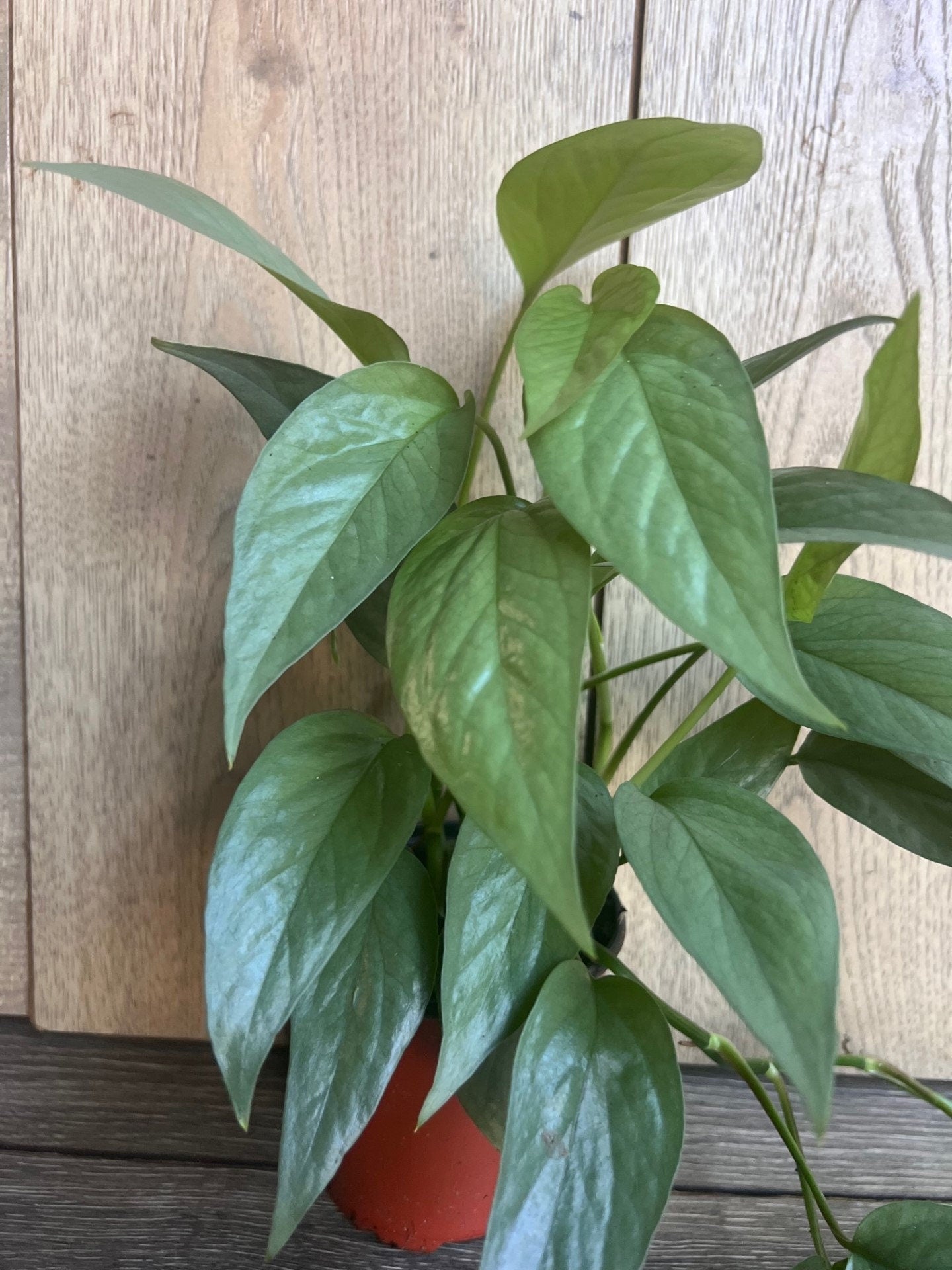 Cebu Blue in 4" Pot, Pothos