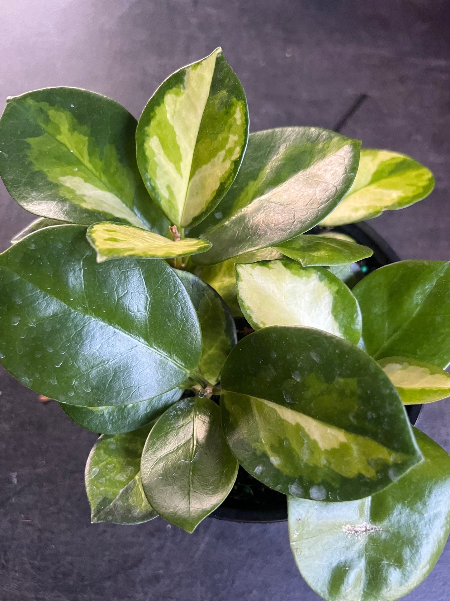 Hoya Australis Lisa in 6"Pot