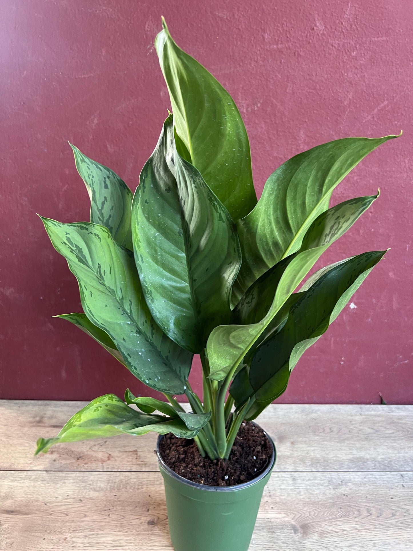 Aglaonema BJ Freeman, Chinese Evergreen, Arum Plant, Live House Plant, in 6" Pot