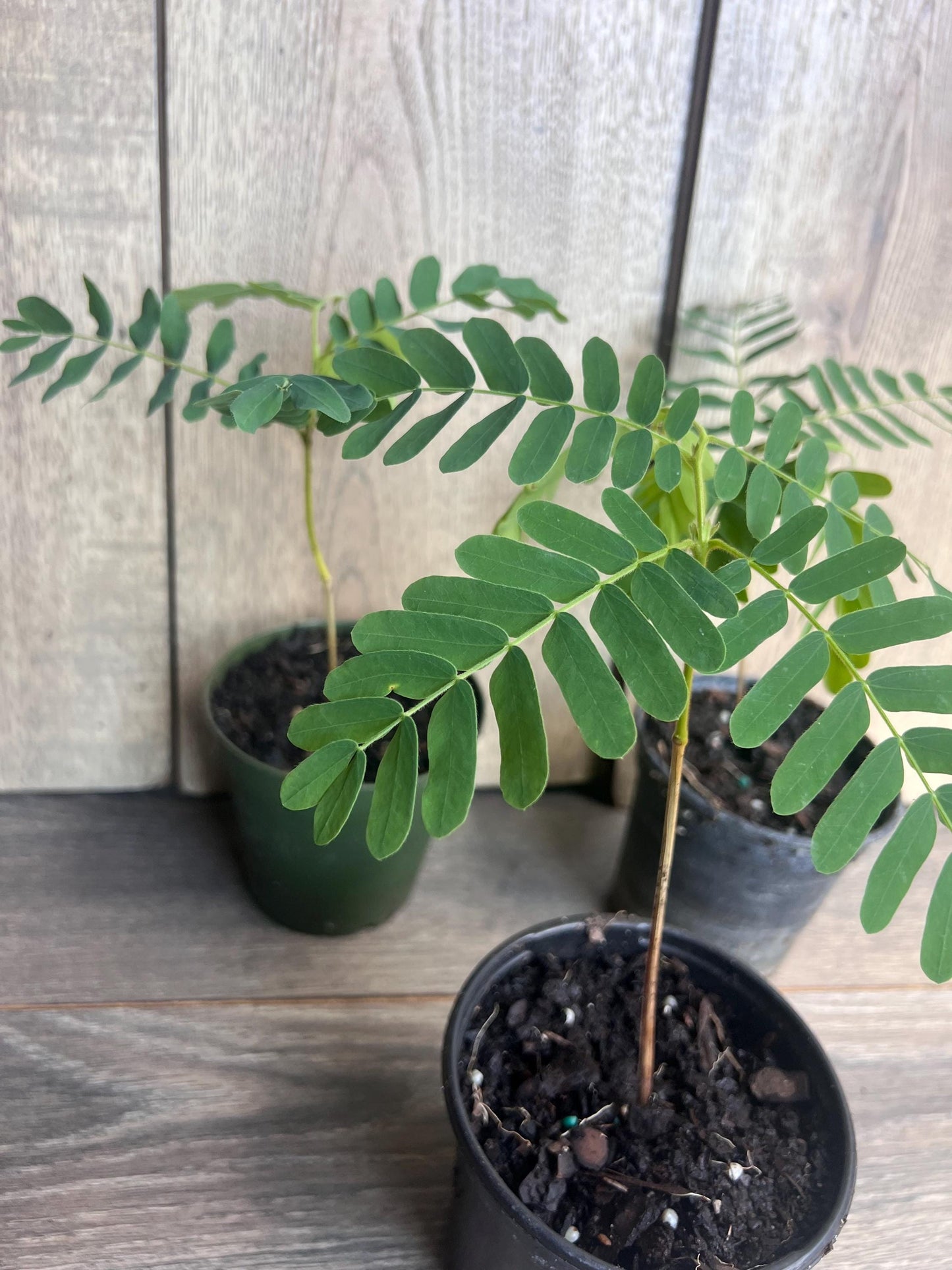 Tamarind tree, Tamarindus indica in 4" Pot, Pohon Asem