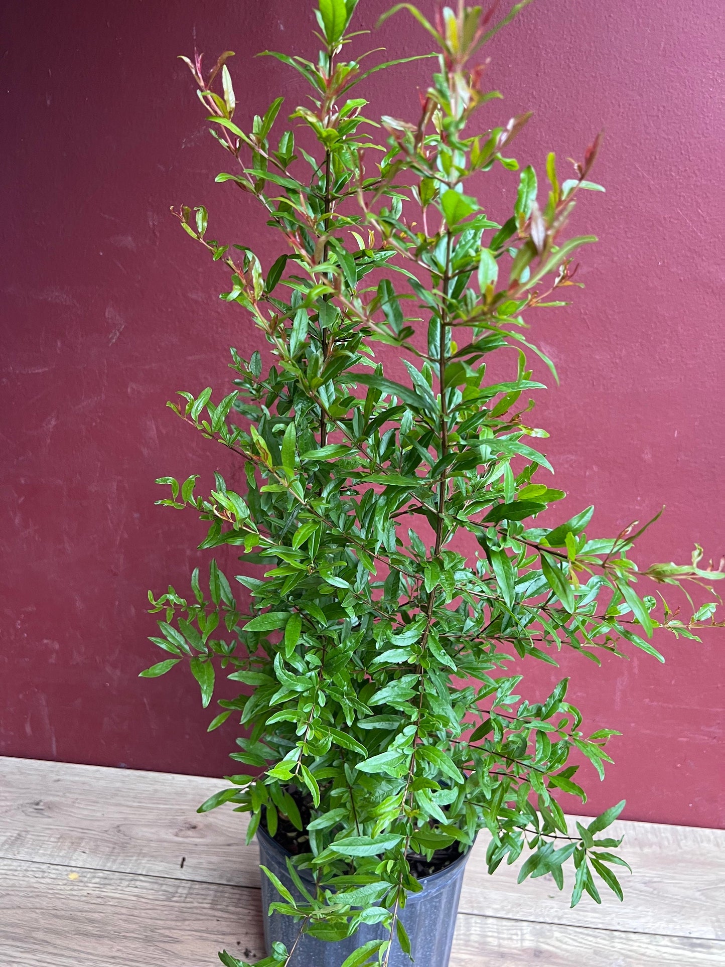Wonderful Pomegranate in 3 gallon pot, delima