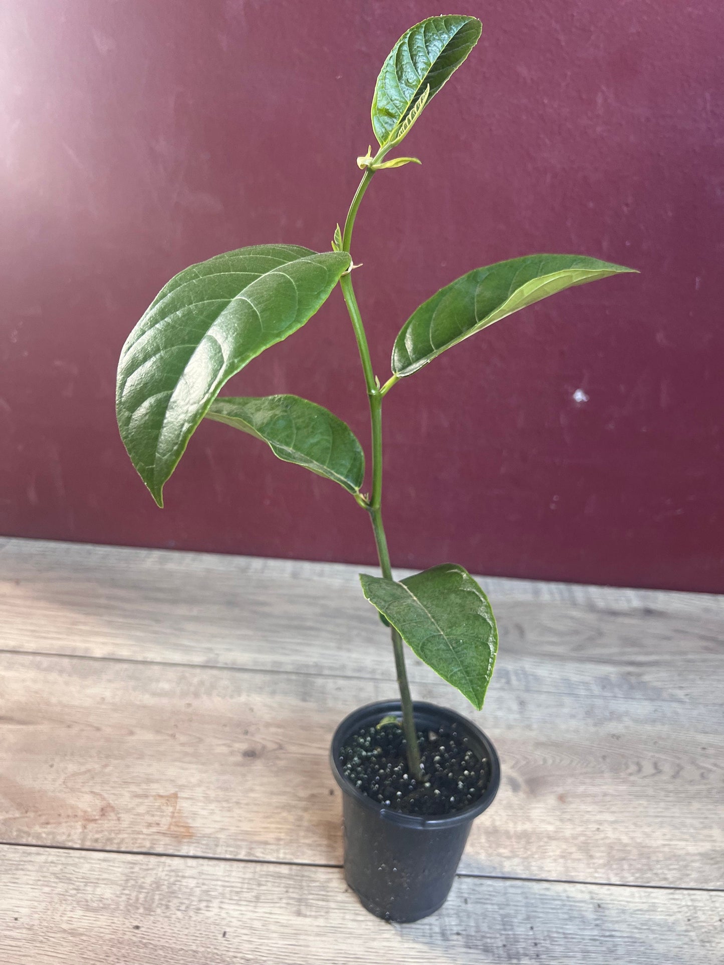 Golden Nugget Jack Fruit in 4" Pot, Nangka, Artocarpus heterophyllus