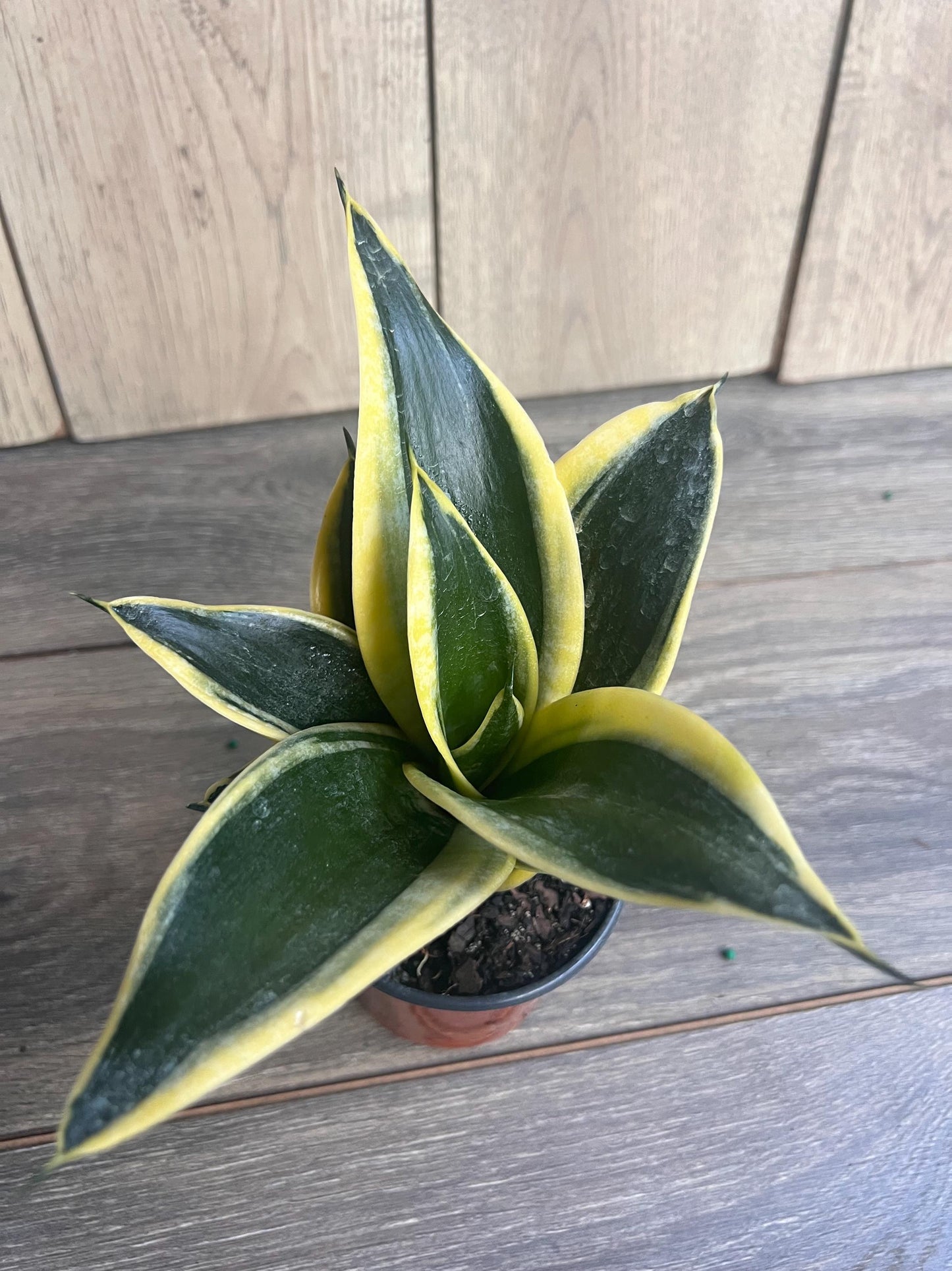 Sansevieria Jade Pagoda Hahnii in 4"pot, snake plant
