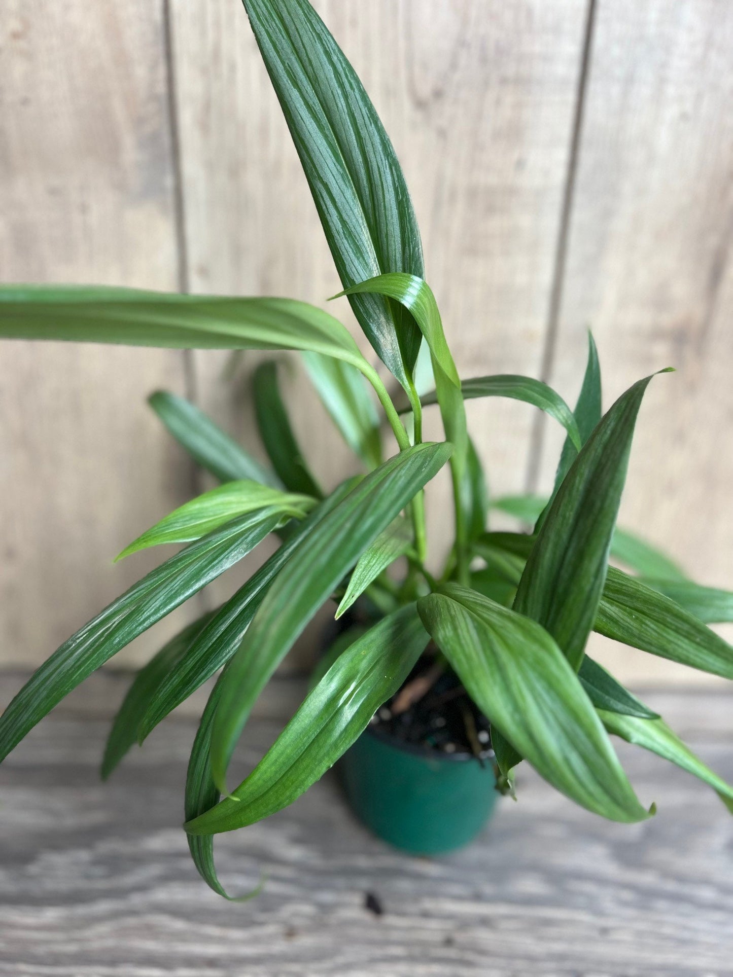Epipremnum Amplissimum Silver in 4" Pot