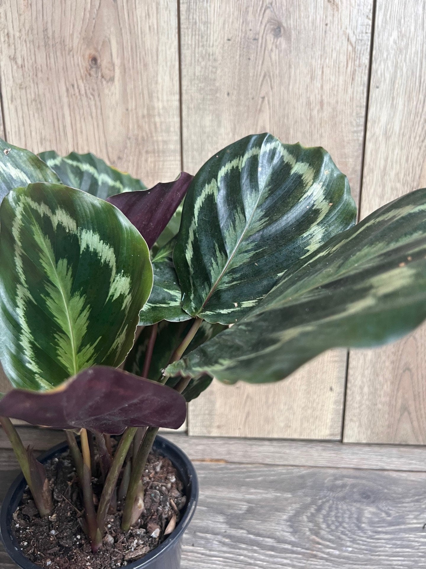 Calathea Medallion, Medallion 6" pot, Prayer plant