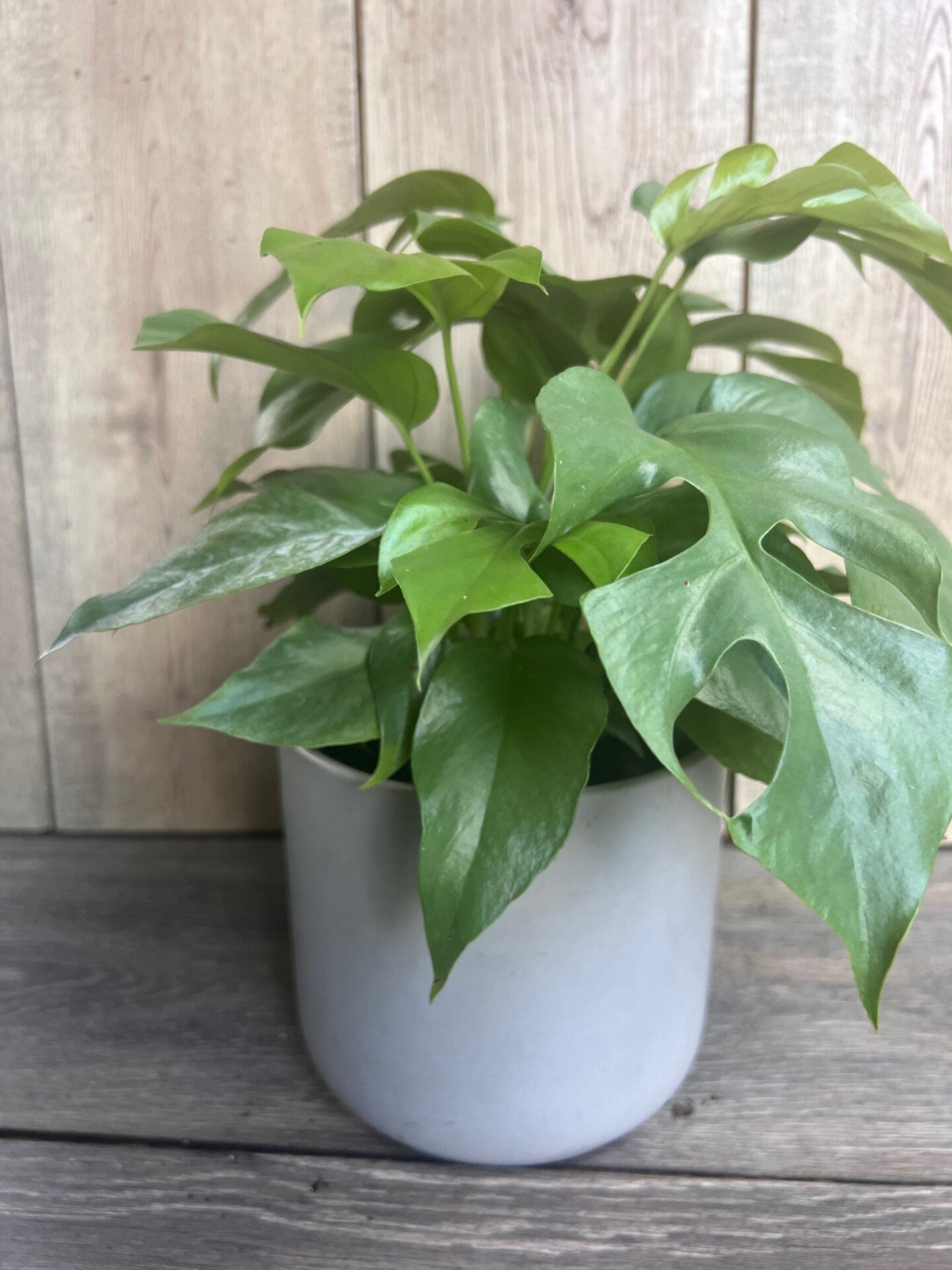 Rhaphidophora tetrasperma, Monstera Minima in 6" Pot