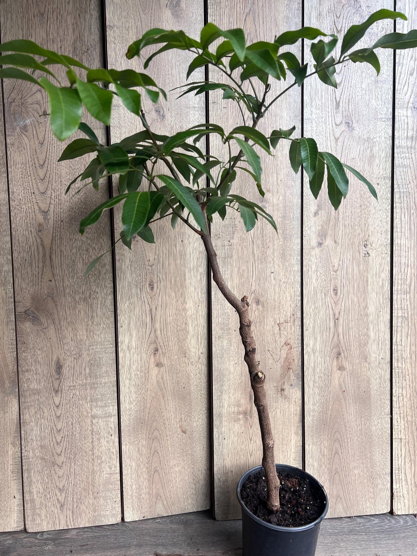 kohala longan in 1/2 gallon Pot, air layered, lengkeng, kelengkeng,