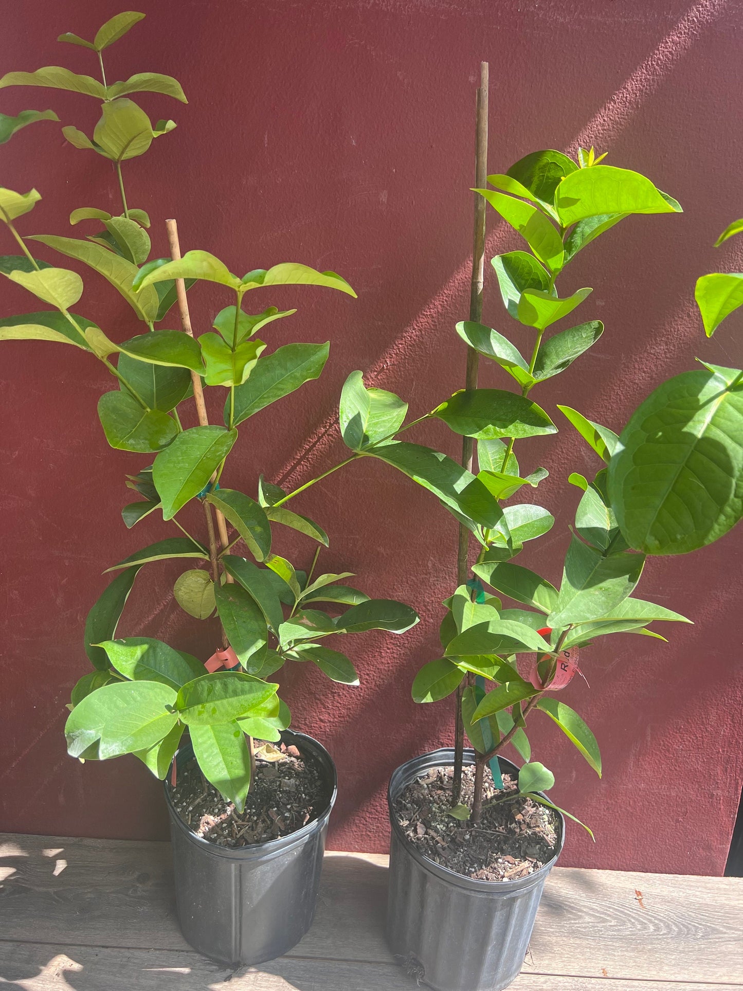 Red Wax apple, in 3 gallon, air layered, rose apple, jambu air, No Ship to CA and HI