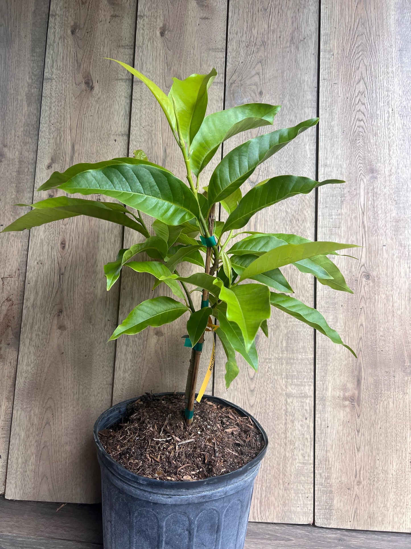 White champaca, Grafted in 3 gallon pot, Ngọc Lan Trắng, Michelia alba