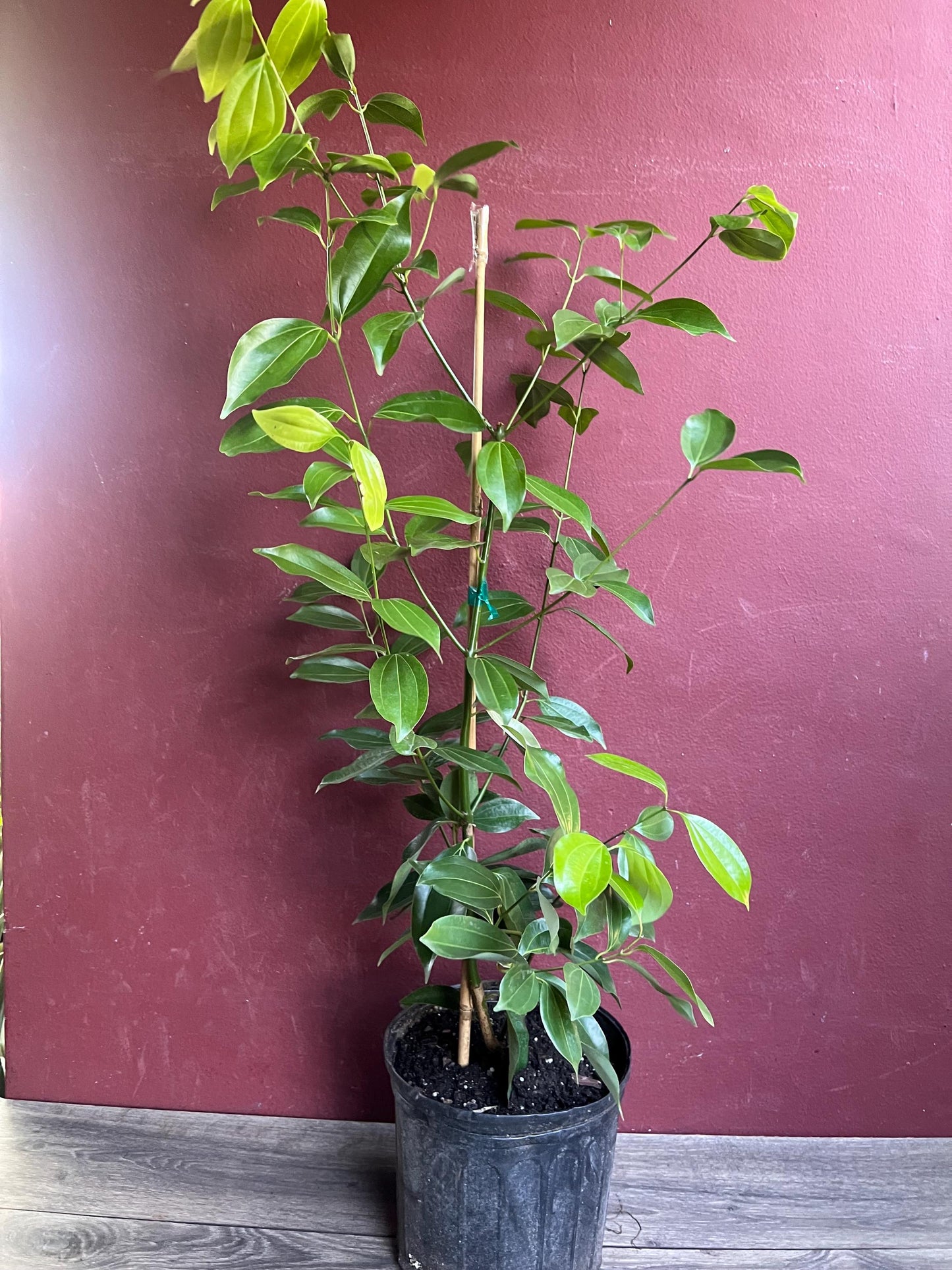 Cinnamon Tree in 10" Pot, Cinnamomum zeylanicum, CEYLON CINNAMON
