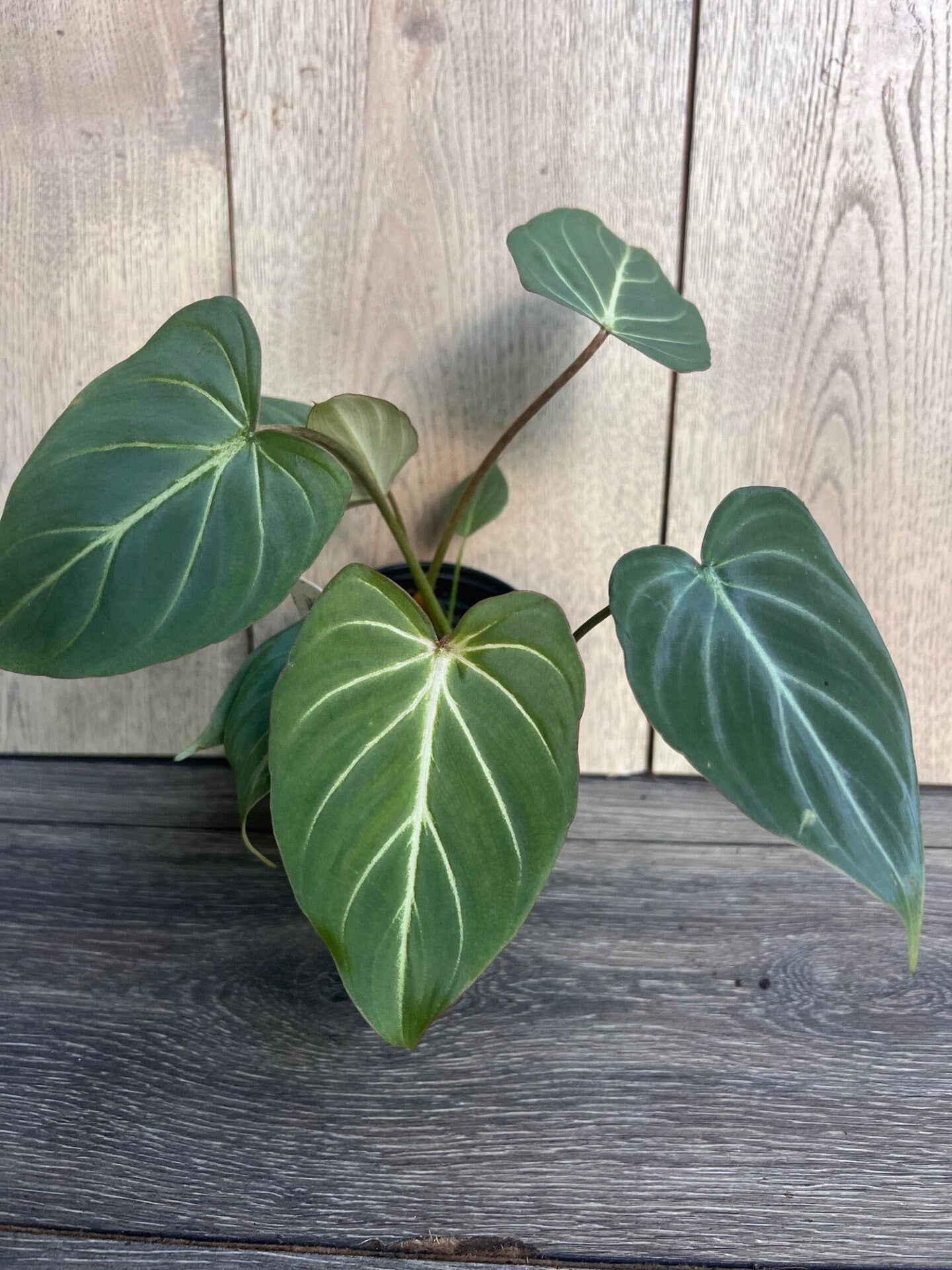 Philodendron gloriosum in 4" pot,