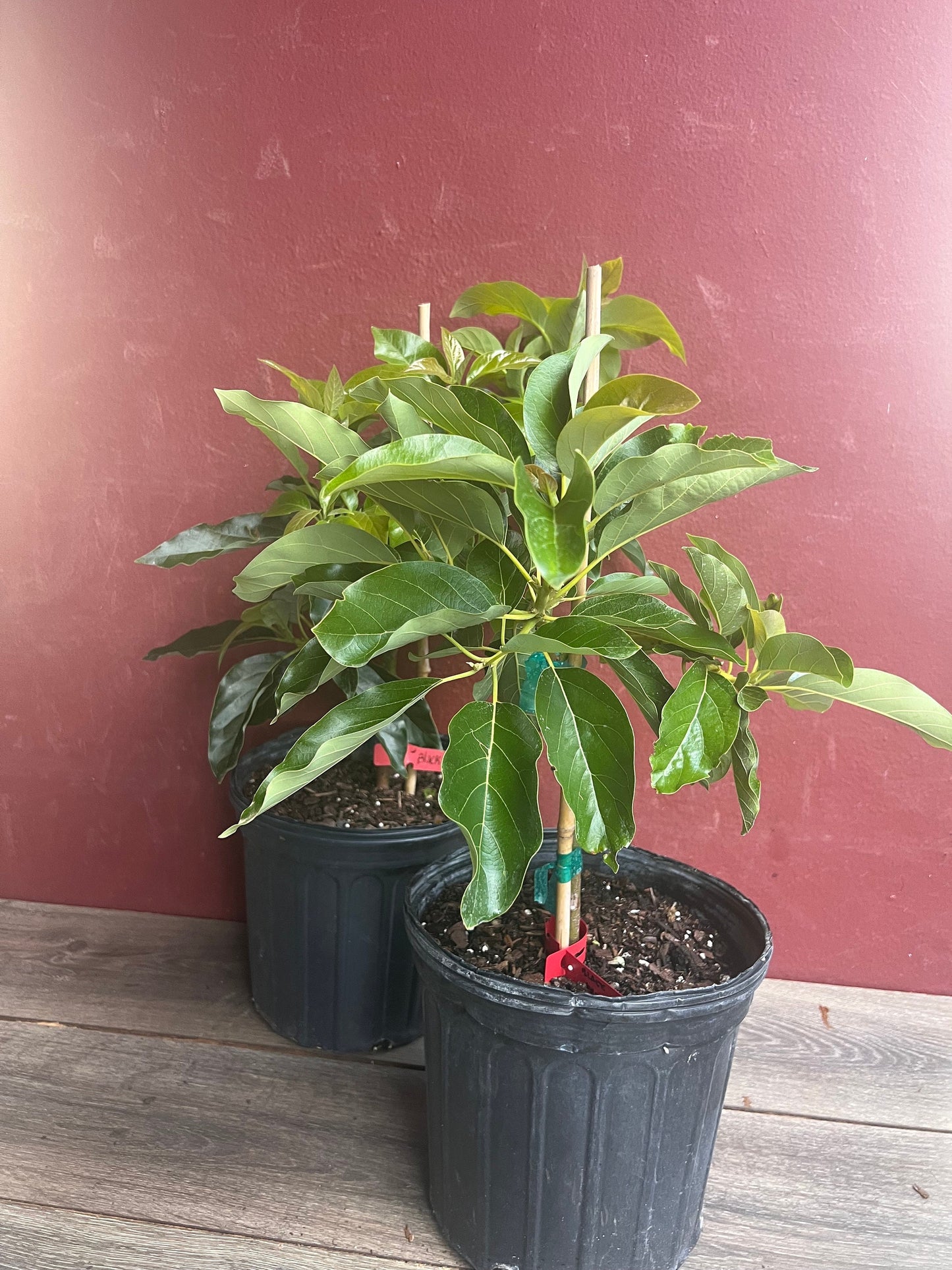 Black Princess avocado Tree , “Cold Hardy” Grafted in 3 Gallon Pot, No Ship to HI