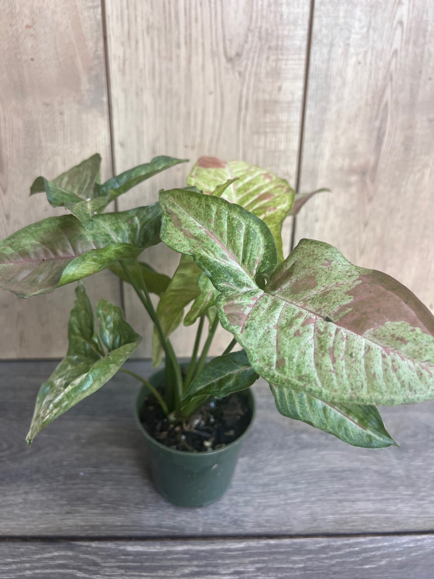 Syngonium Confetti in 4" Pot