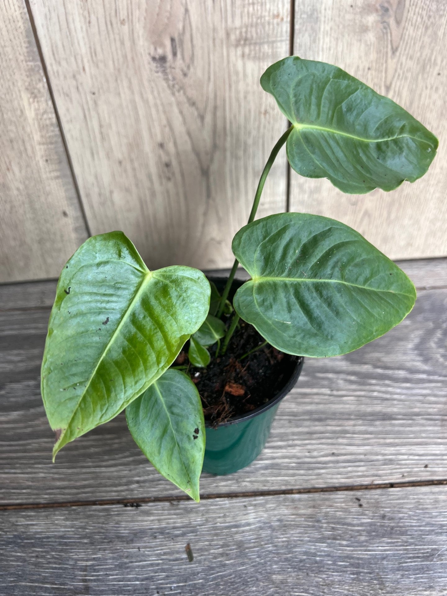 Anthurium veitchii ,king anthurium-in 4" Pot