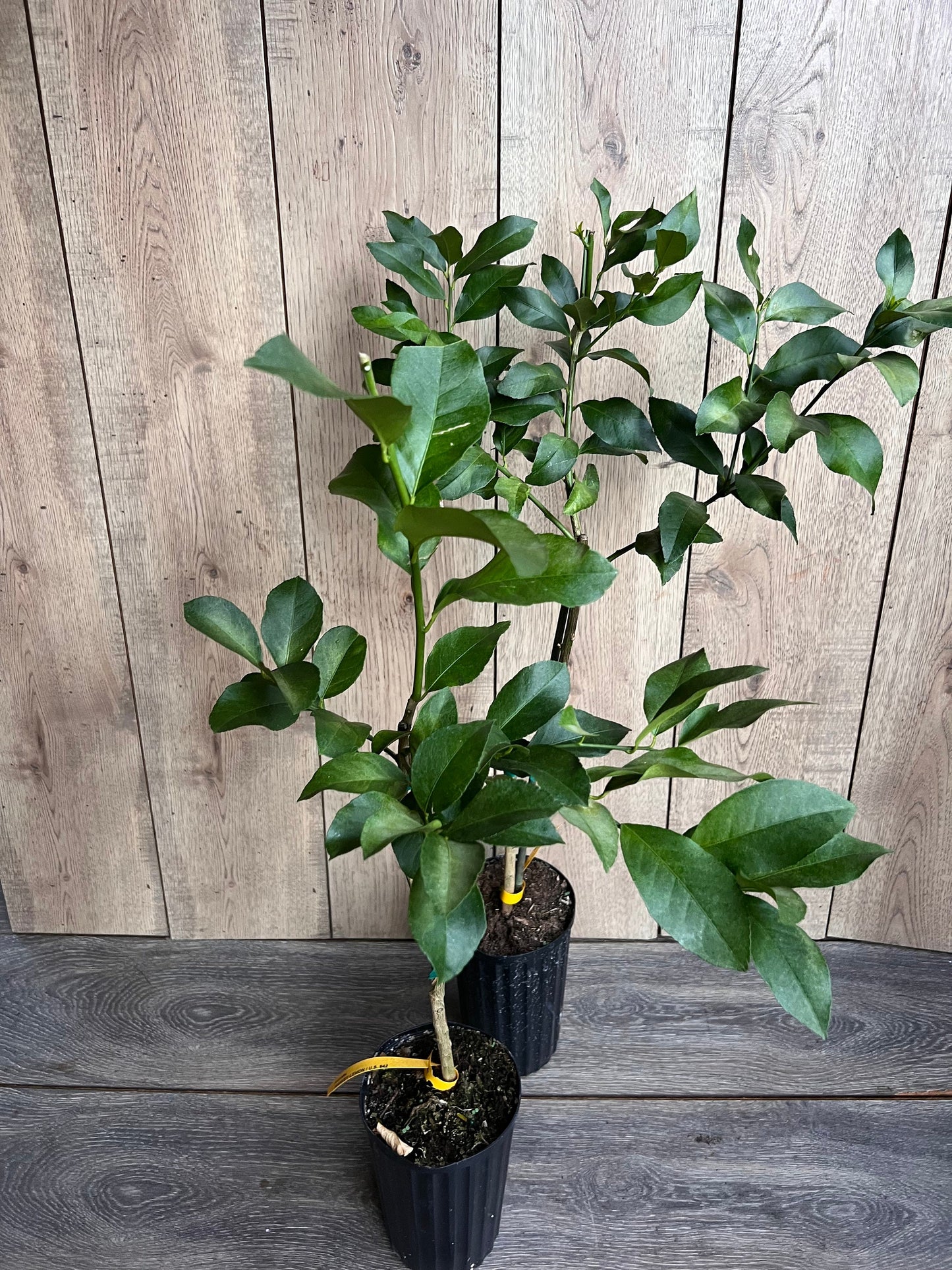 Harvey Lemon in half Gallon Pot, Grafted, Florida Shipping Only
