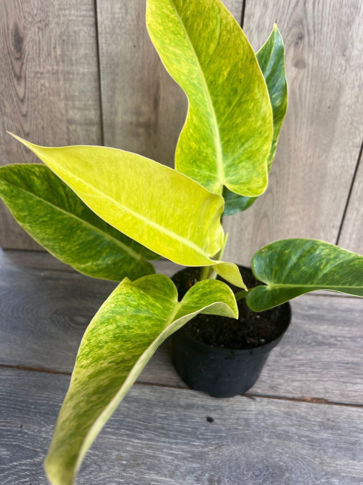 Philodendron Calkins Gold in 6" Pot