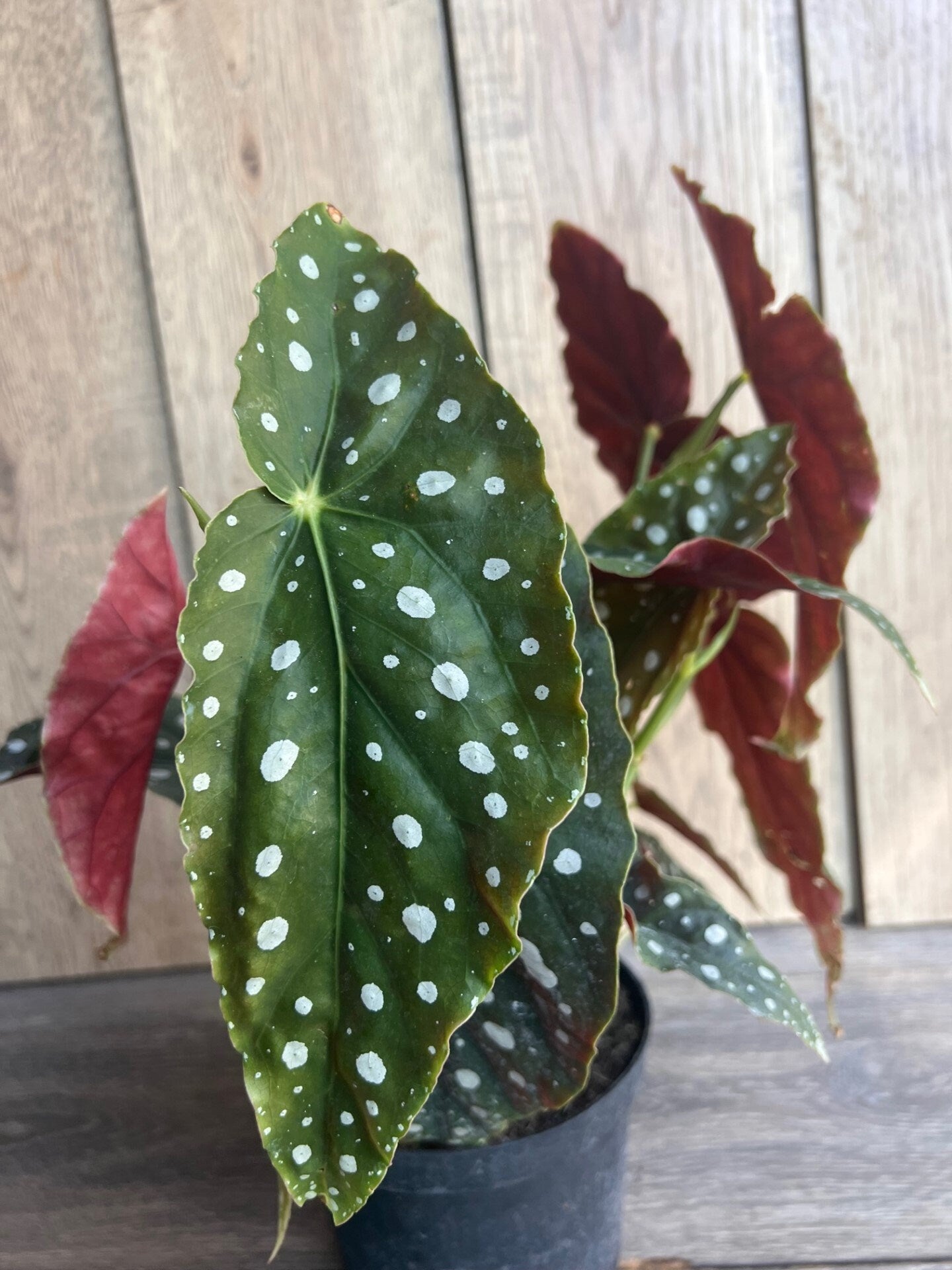 Begonia maculata in 6" Pot, Polka dot plant, house plant
