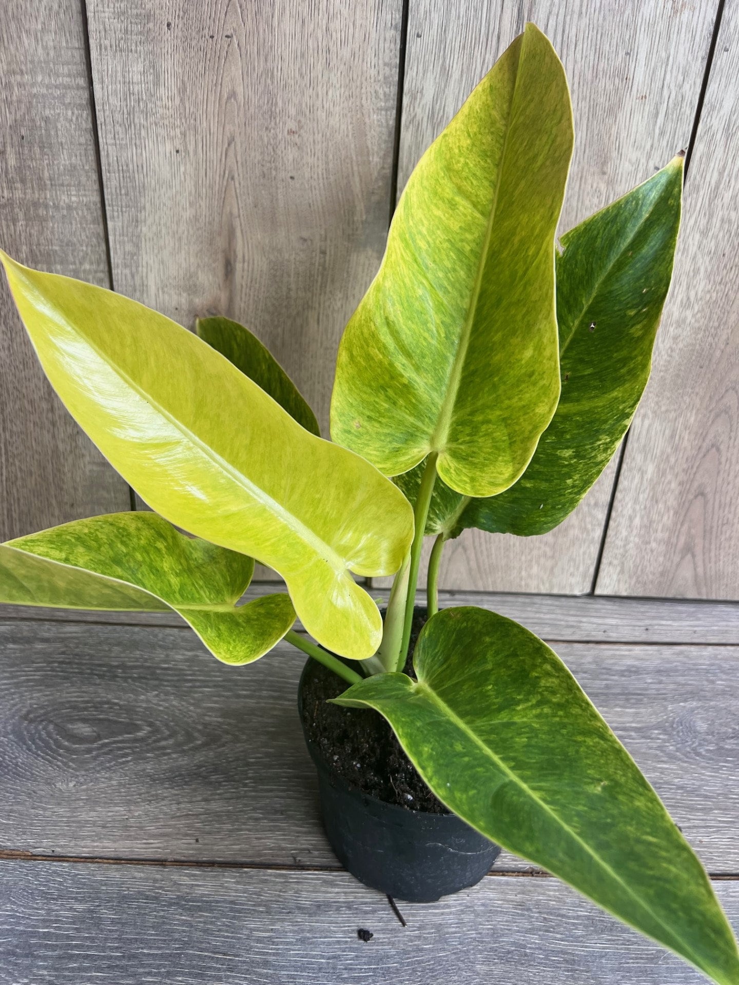 Philodendron Calkins Gold in 6" Pot