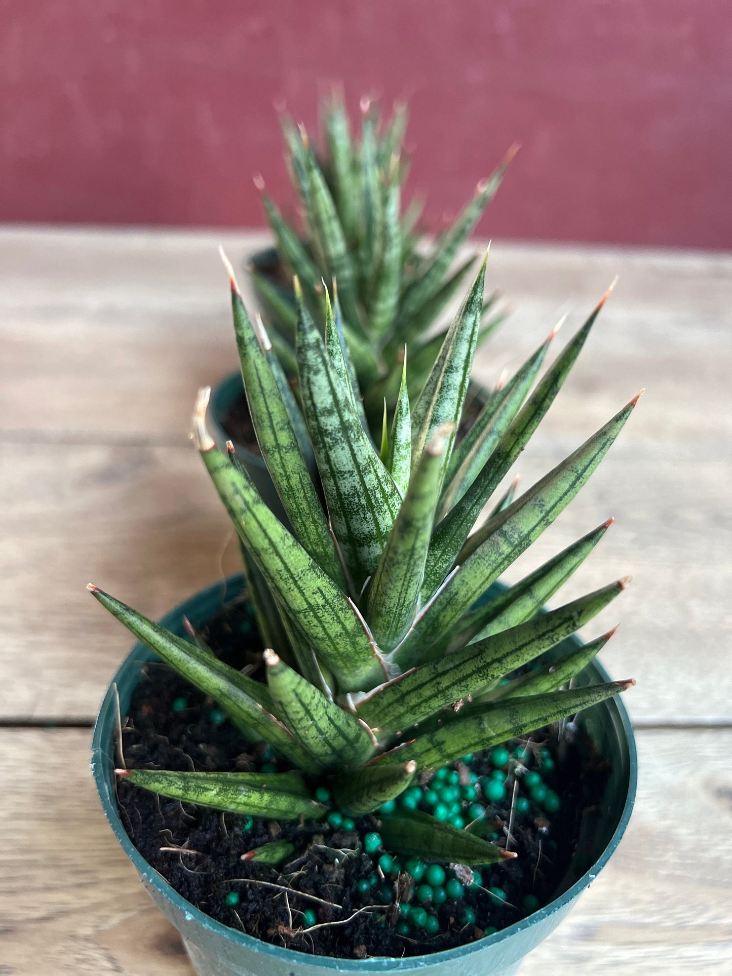 Sansevieria francisii 4”pot