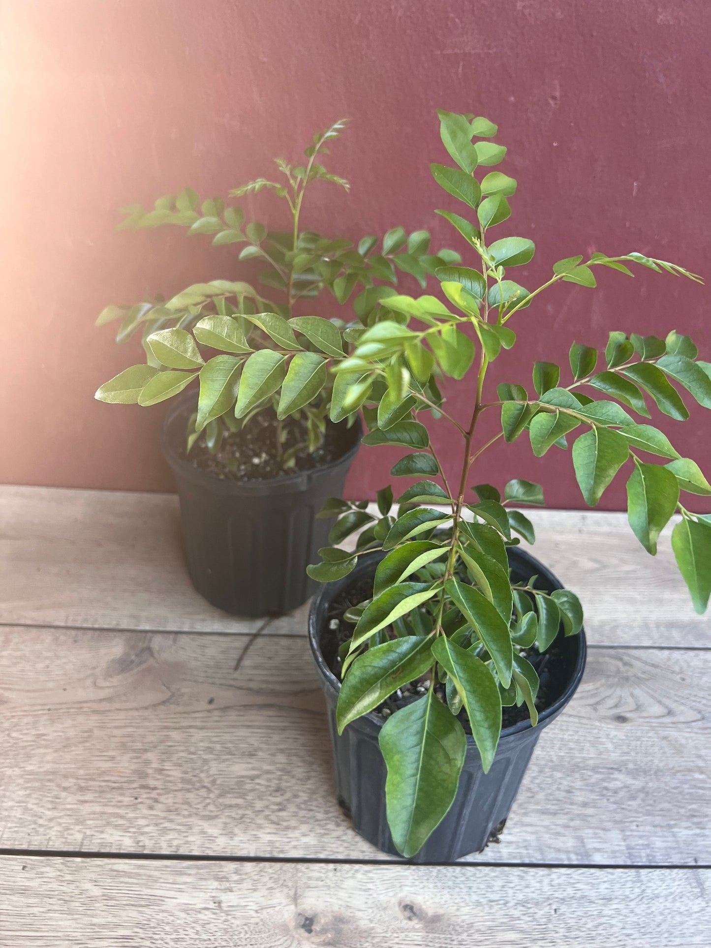 Curry Leaf Plant, Murraya Koenigii, in 6" Pot. No ship to CA or HI