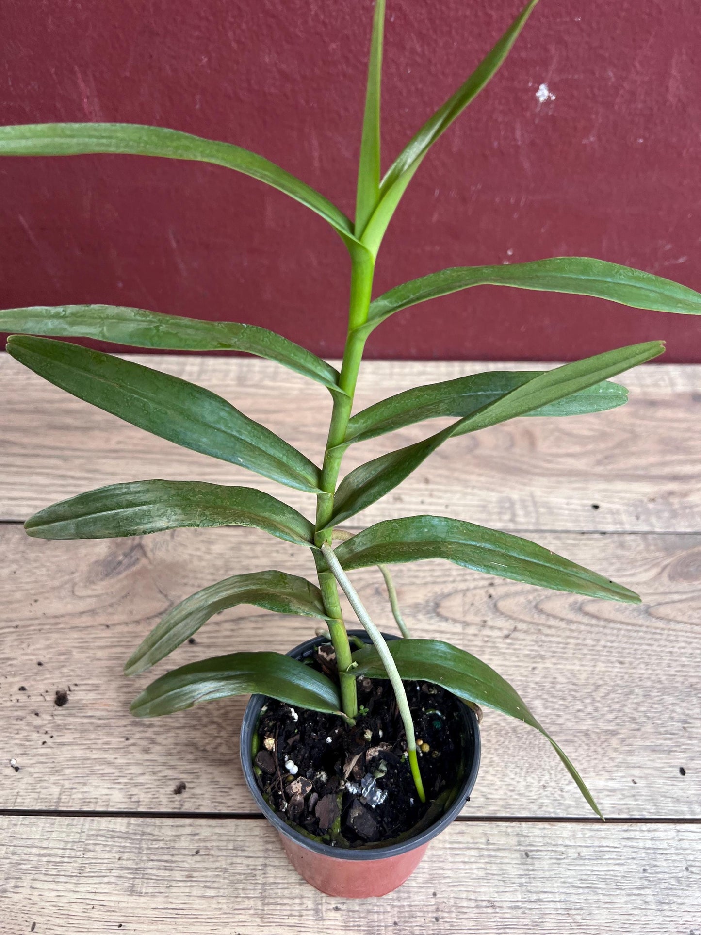Scorpion orchid in 4" Pot, Arachnis, Aranda orchid