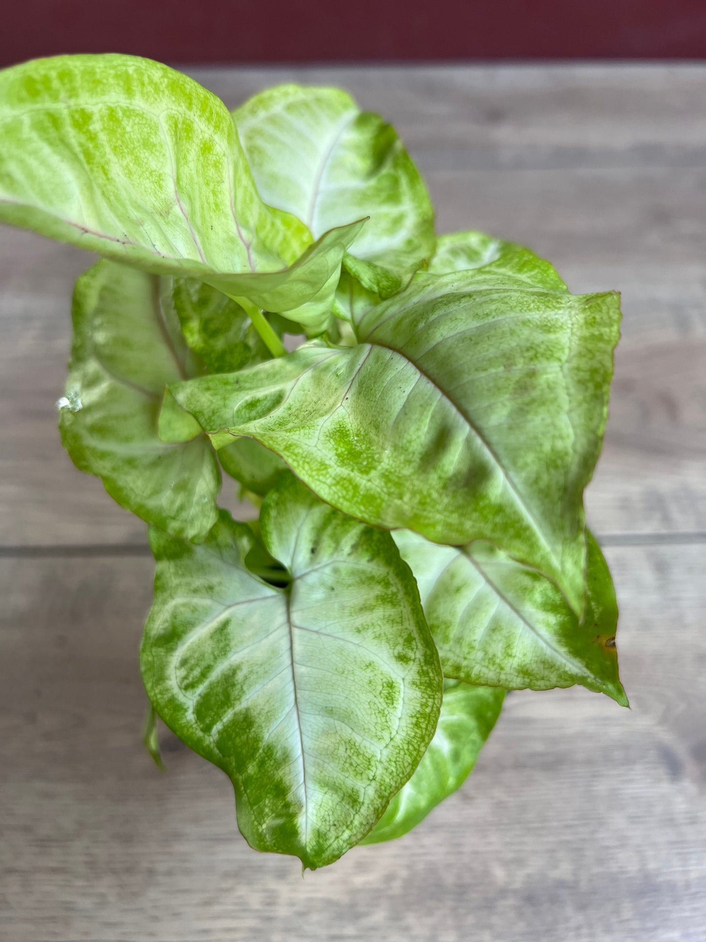 Syngonium Gold Allusion in 4" Pot