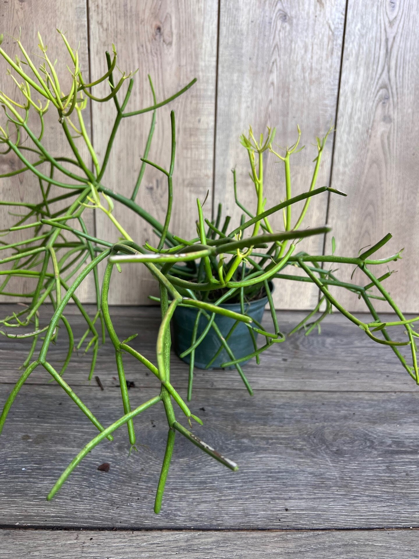 Euphorbia tirucalli, Pencil Cactus in 6" Pot