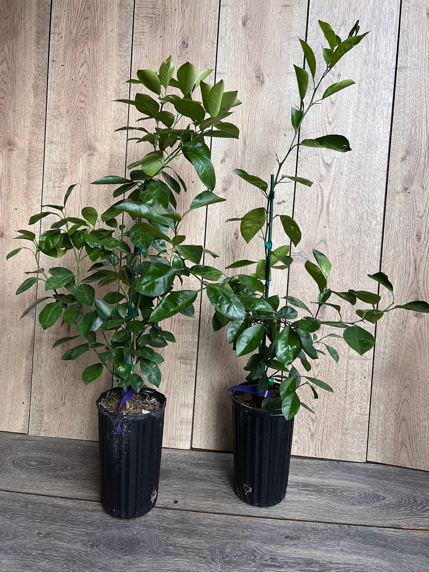 Calamondin , Calamansi , Grafted tree in Half Gallon Pot Tac chua, Florida Shipping Only