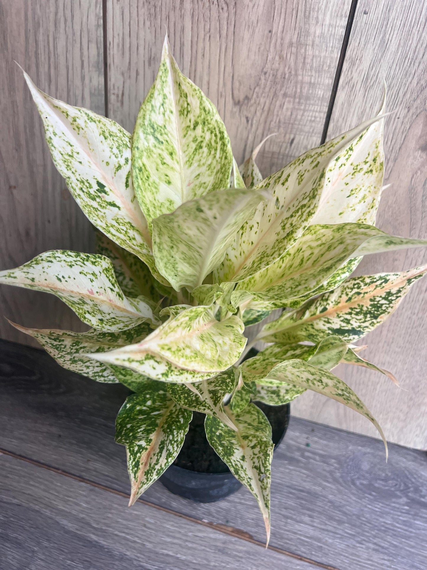 Aglaonema Lochai in 6", rare Aglaonema