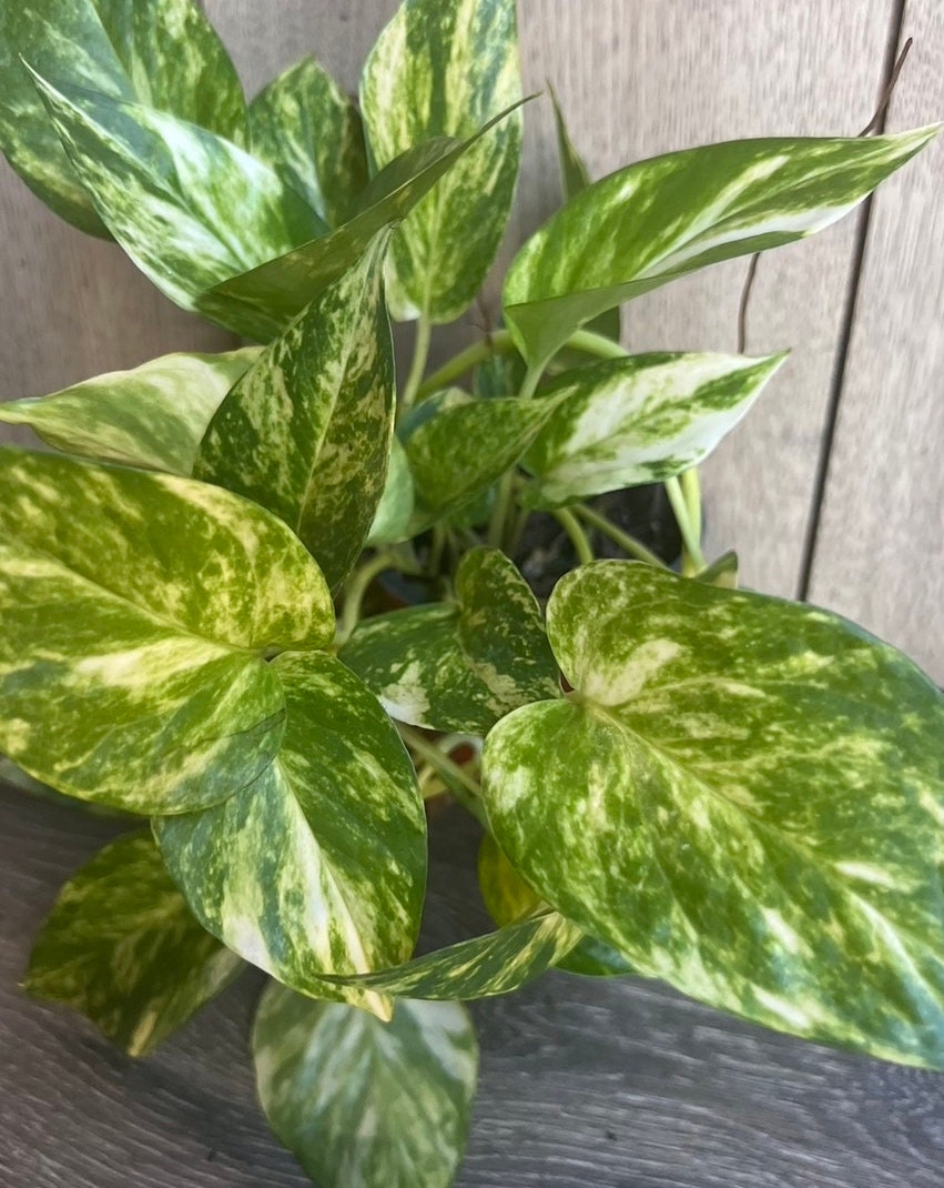 Golden Pothos in 6" Pot. Air purifying,, Live, Air purifyingHouse plant, Devil's Ivy Epipremnum Aureum