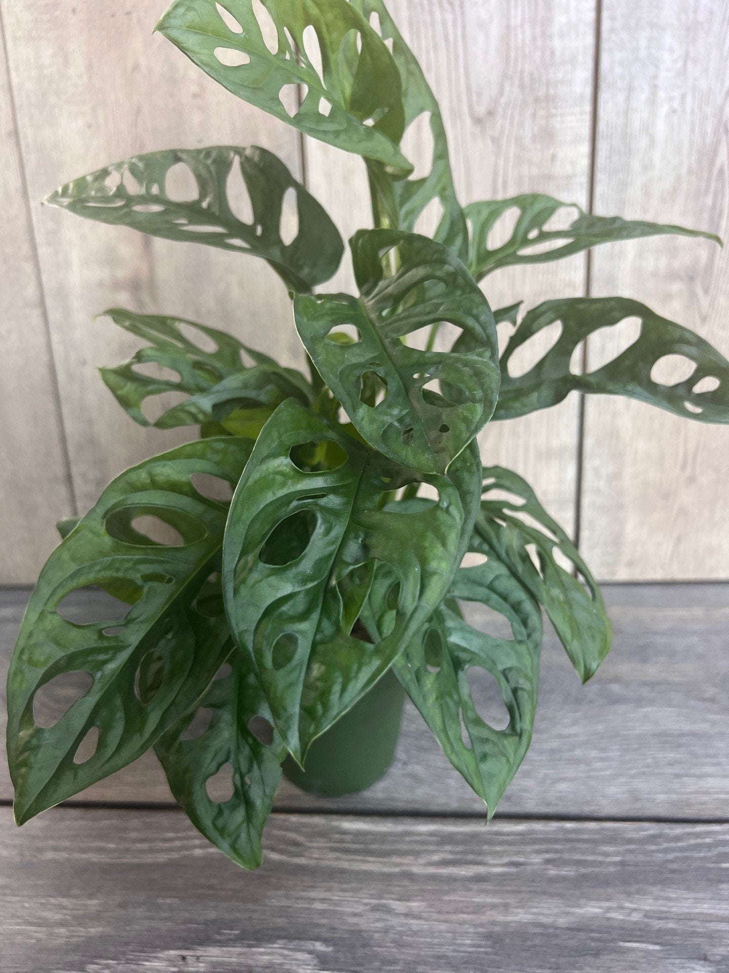 Monstera Adansonii in 4"pot