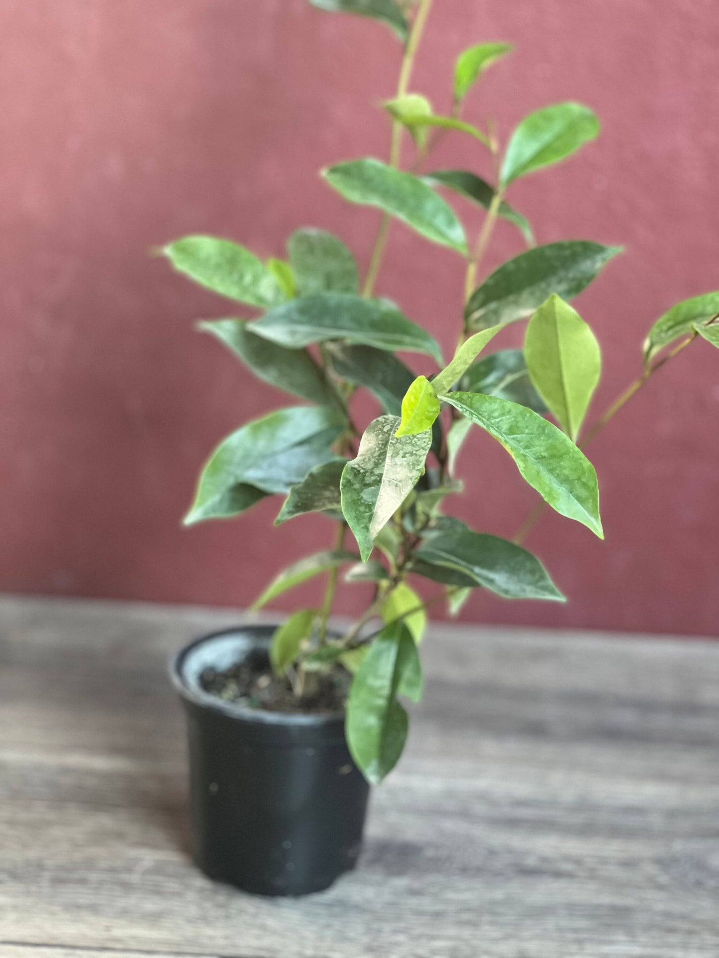 Magnolia figo, Michelia figo – Banana shrub in 4" Pot