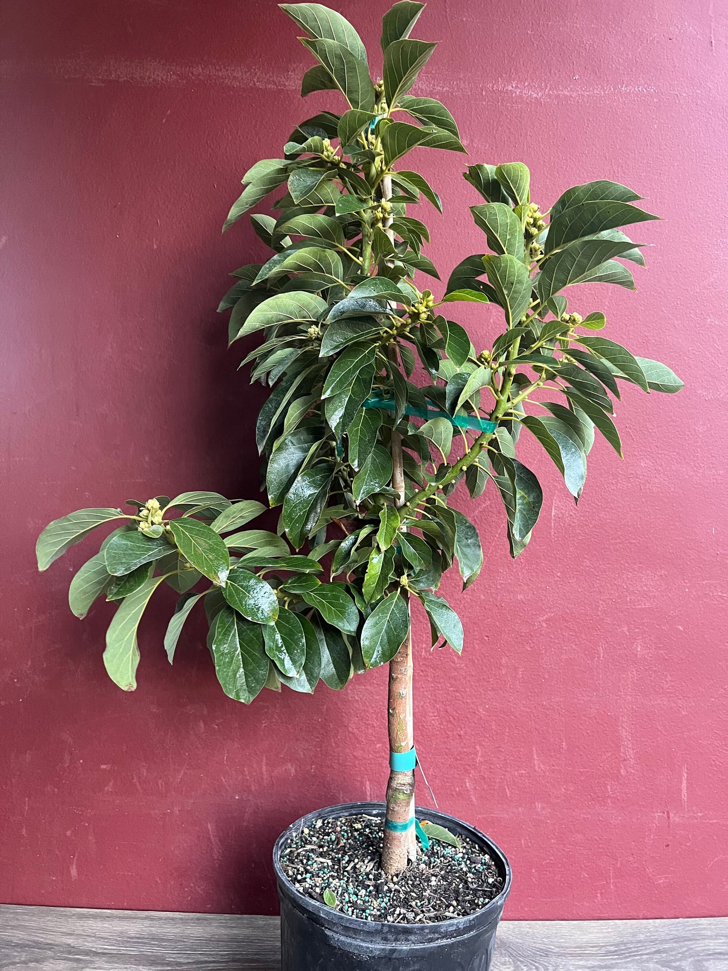 Russell Avocado Tree , Grafted in 3 Gallon Pot, No Ship to CA and HI