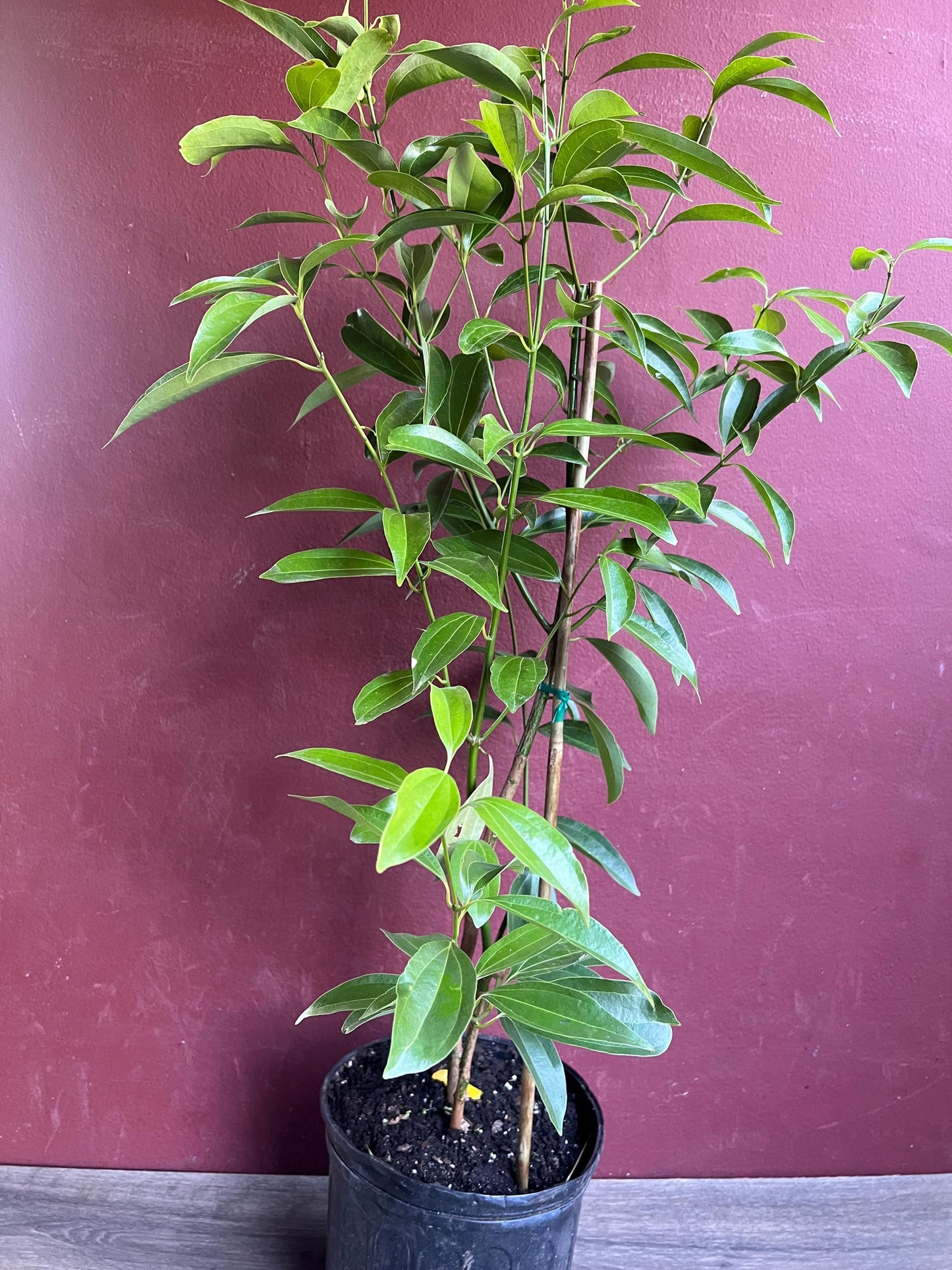 Cinnamon Tree in 10" Pot, Cinnamomum zeylanicum, CEYLON CINNAMON