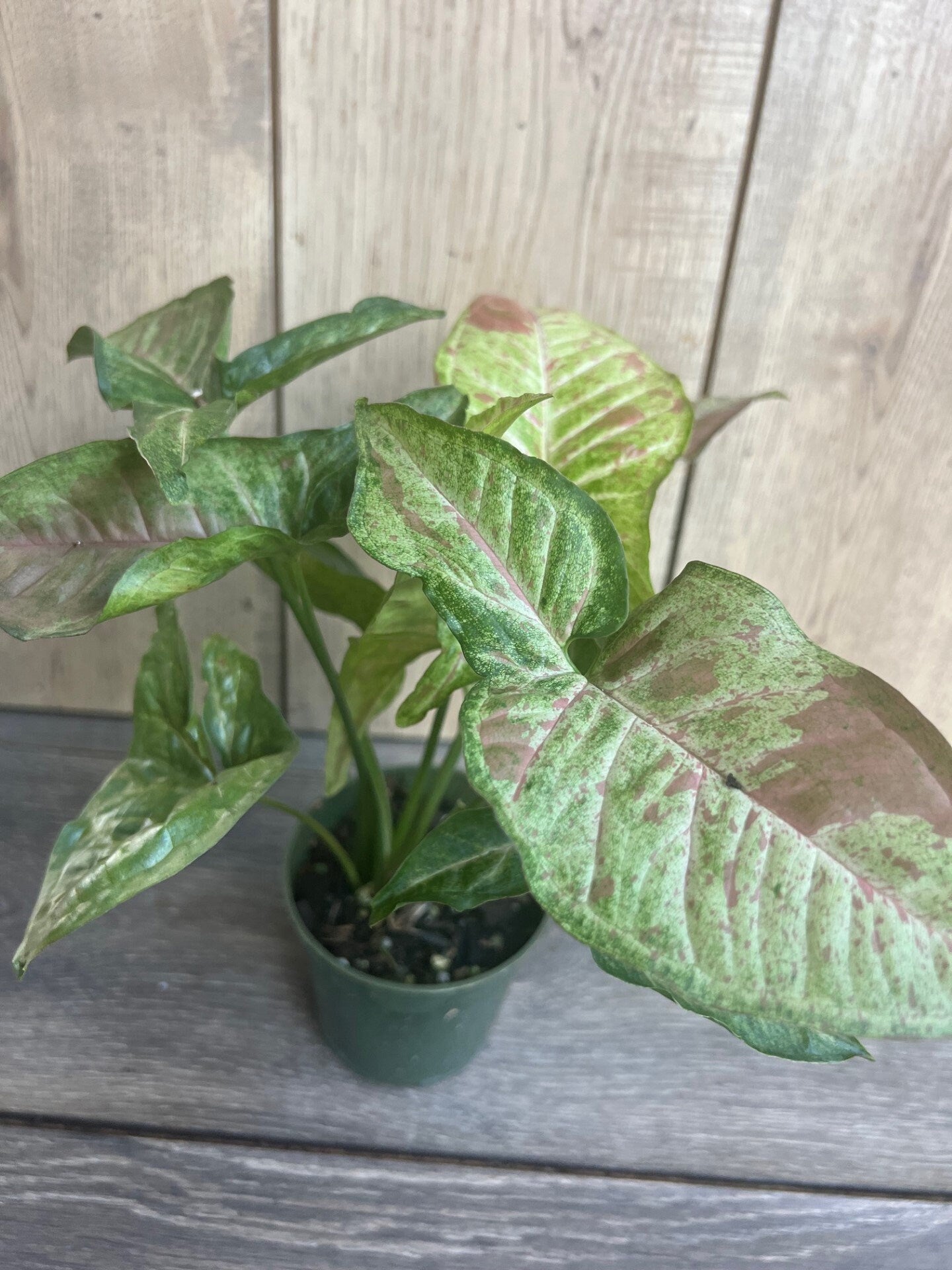 Syngonium Confetti in 4" Pot