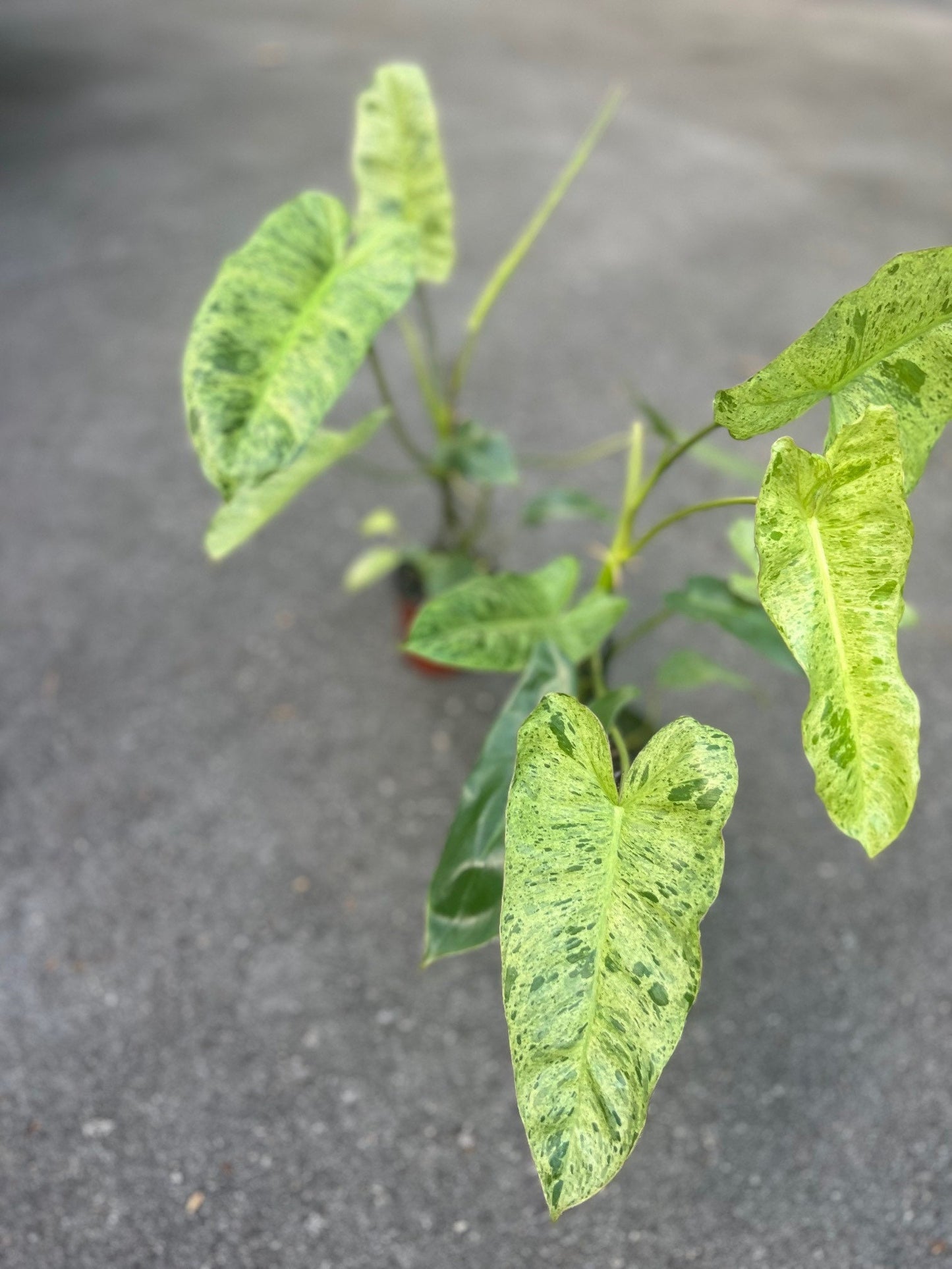 Philodendron Paraiso Verde in 4" Pot, Limited, High Variegation
