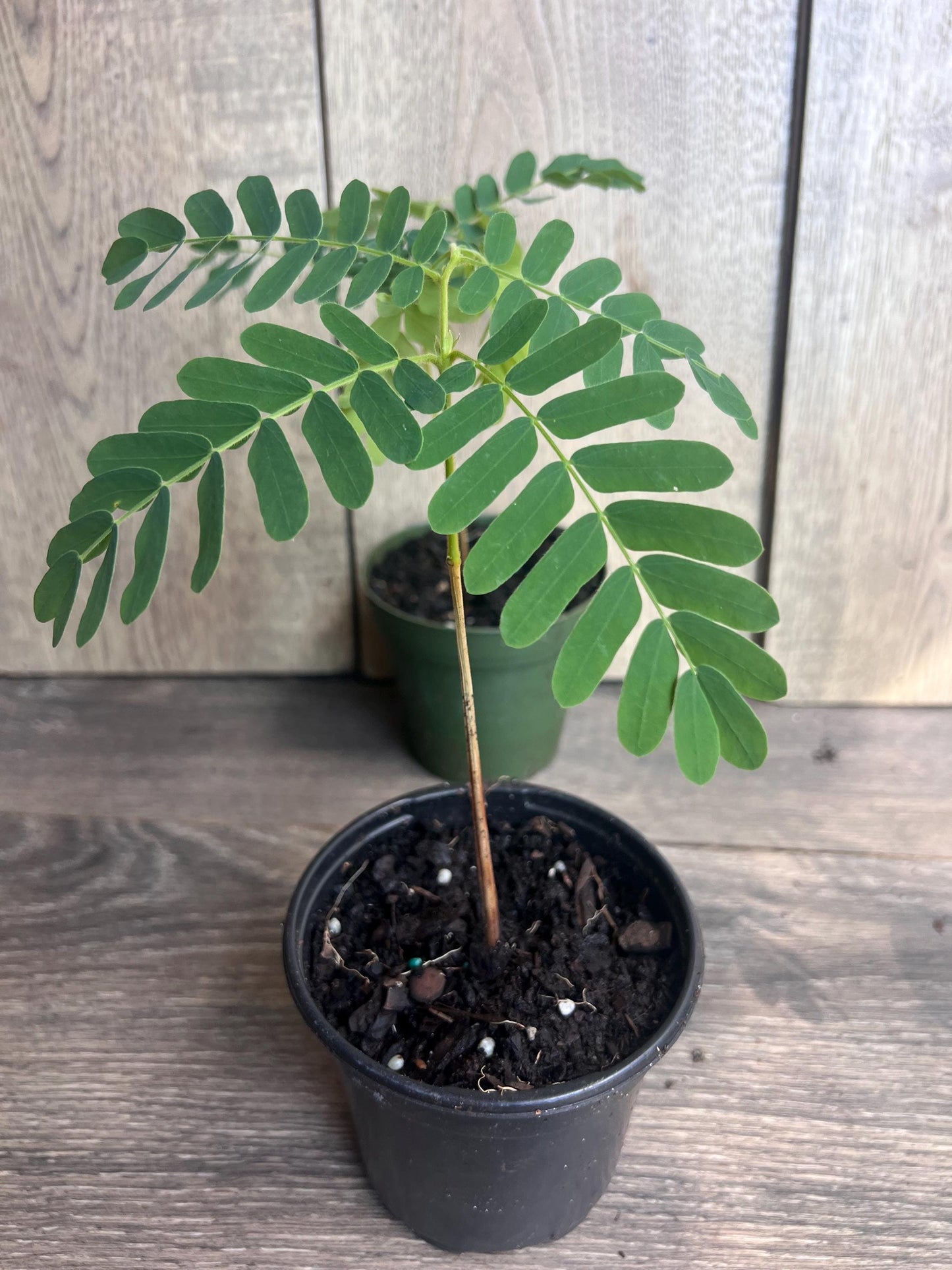 Tamarind tree, Tamarindus indica in 4" Pot, Pohon Asem